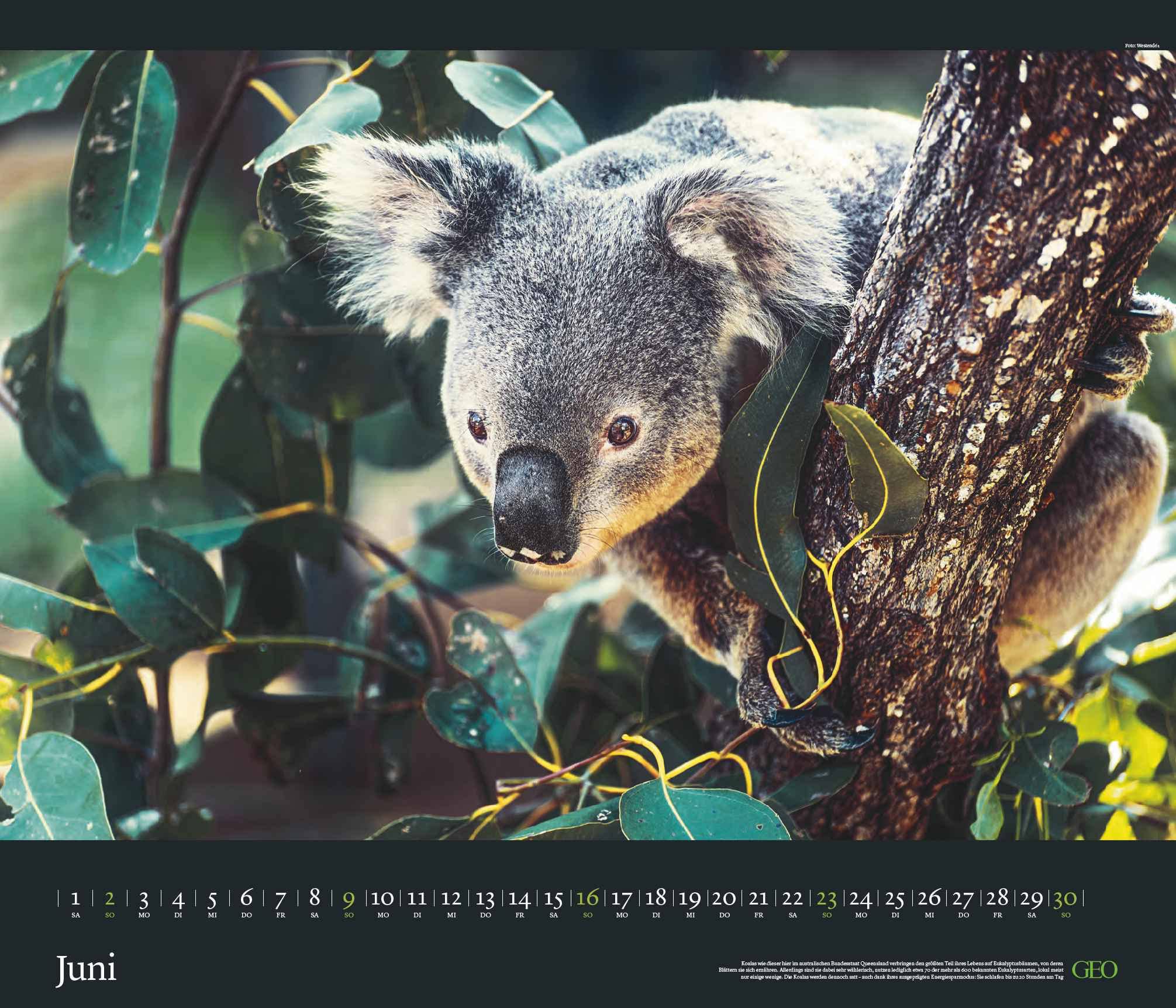 GEO Edition: Tierwelten 2024 - Wand-Kalender - Tier-Kalender - 70x60: Posterkalender, Mittel