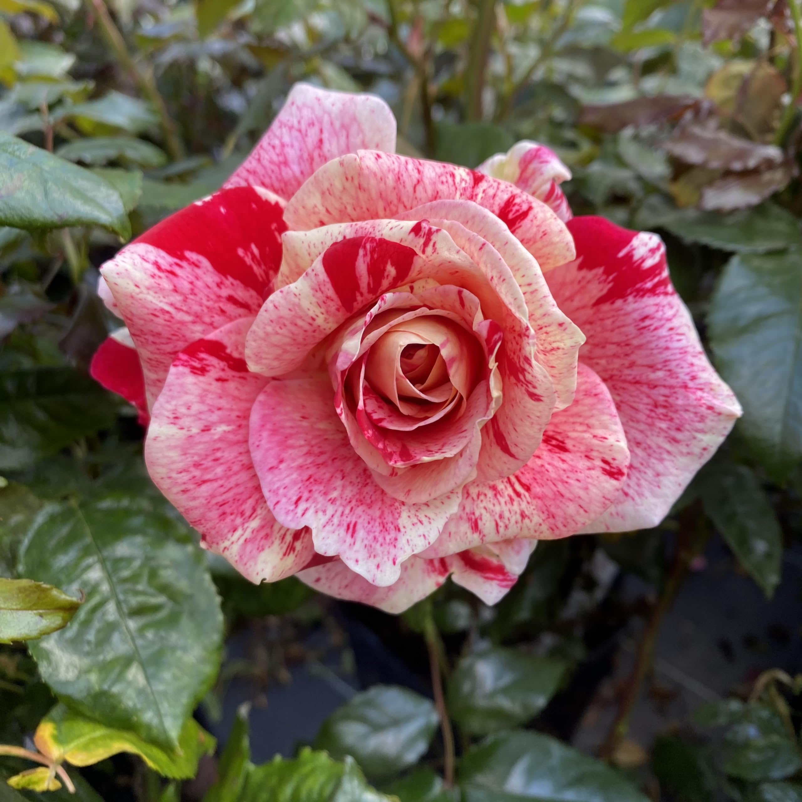 Dave's Rose - 5.5lt Potted Hybrid Tea Garden Rose Bush - Red