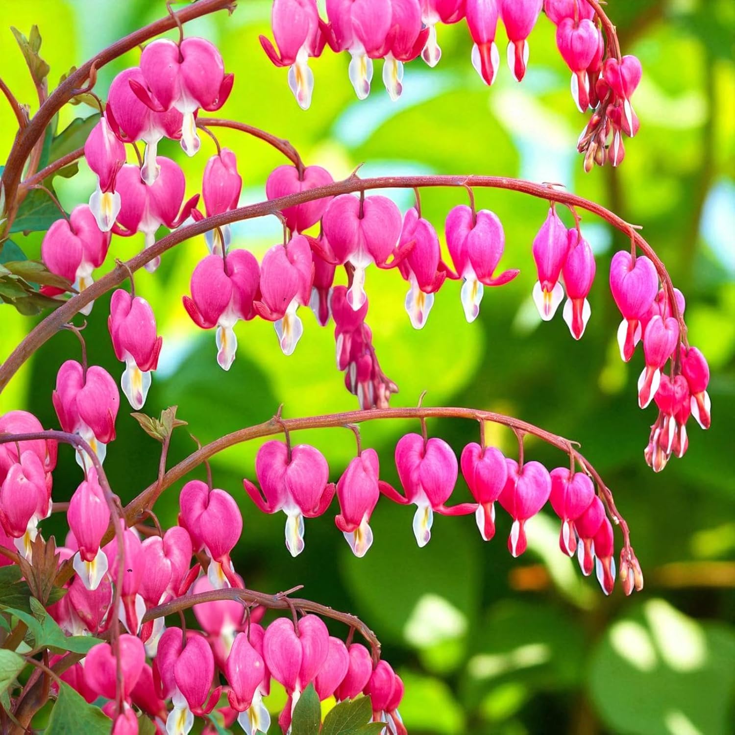 Carbeth Plants Dicentra spectabilis Bare Root - Classic Pink & White ...