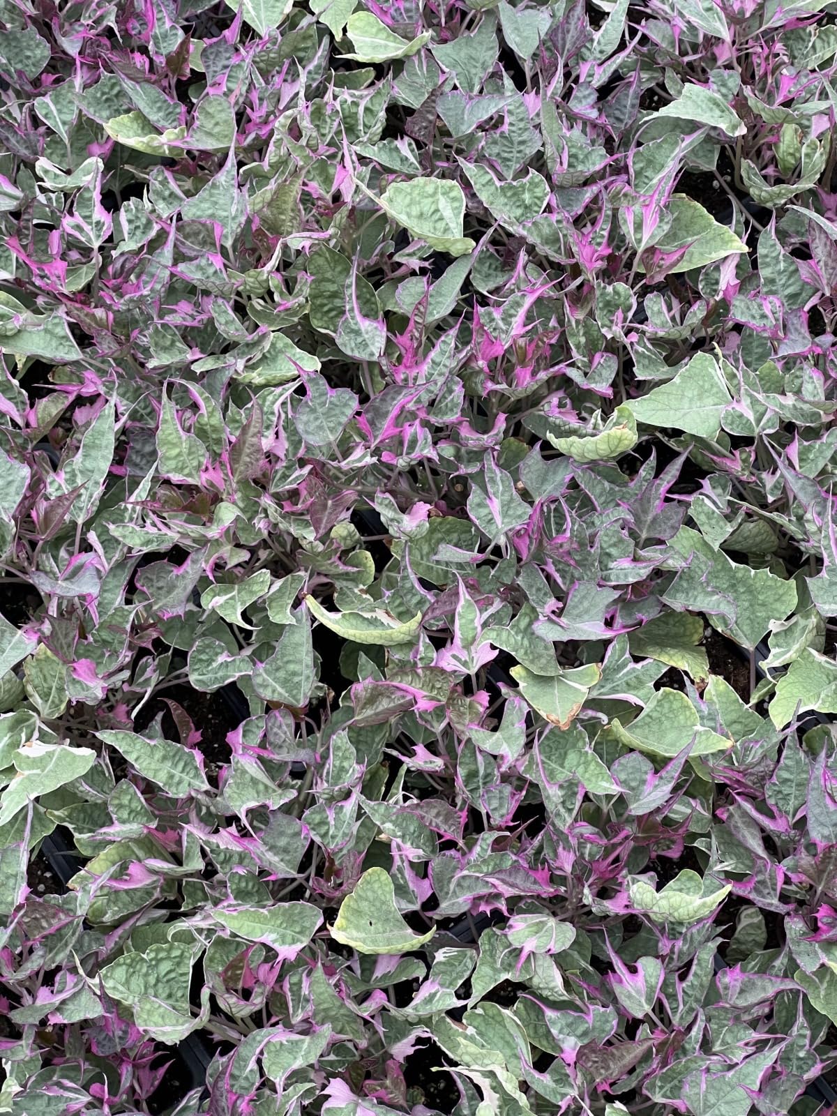 Natura GreenHouse sweet potato Variegated Purple Plant (B0CP2NRY9P) Amazon Price History, Amazon Price Tracker