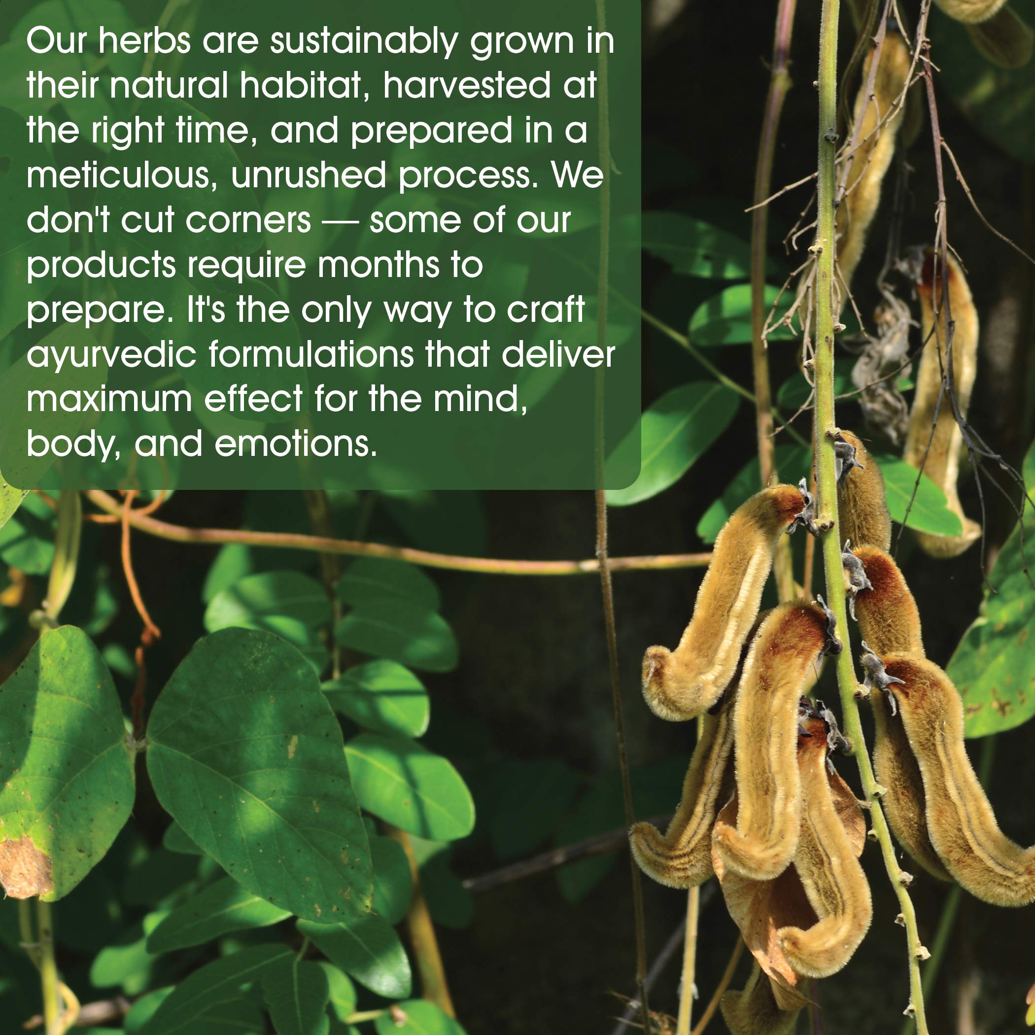 Buy Maharishi Ayurveda Organic Mucuna Nervous System Tonic Promotes Relaxation & Healthy