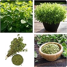 Oregano Herb Seed Aromatic Herb No GMO Spice in Kitchen Oregano Herb Seeds Oregano-Kräutersamen Graines d'Herbes d'Origan Semillas de hierba de orégano