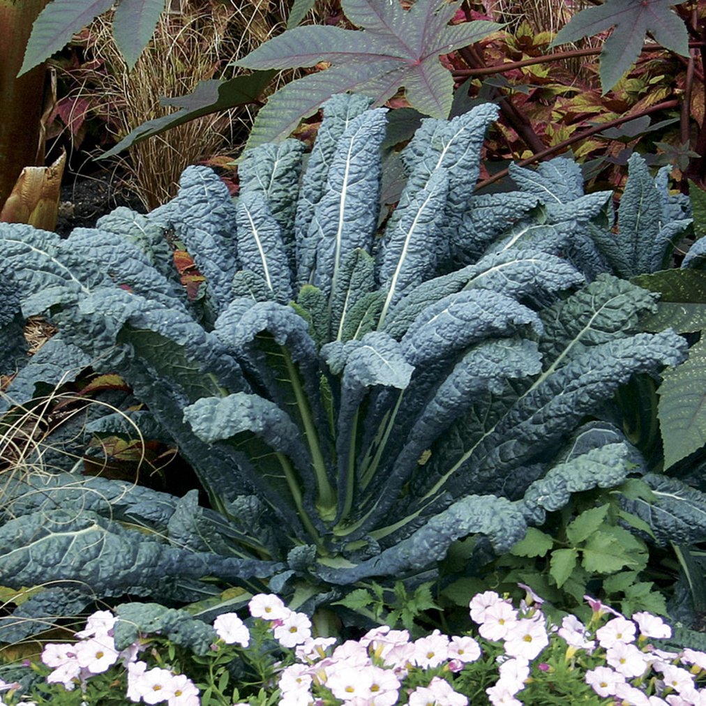 National Gardens Lacinato Kale Vegetable Seeds (B094YQ6M1W) Amazon Price History, Amazon Price Tracker