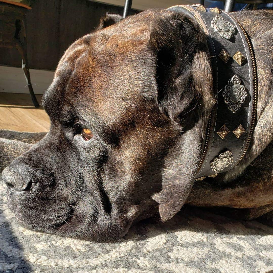 Bestia™ Aztec Echtleder Hundehalsband für große Hunde. 100% Leder. Weich gepolstert. 6,3 cm breit. Einzigartiges Design und Qualität!
