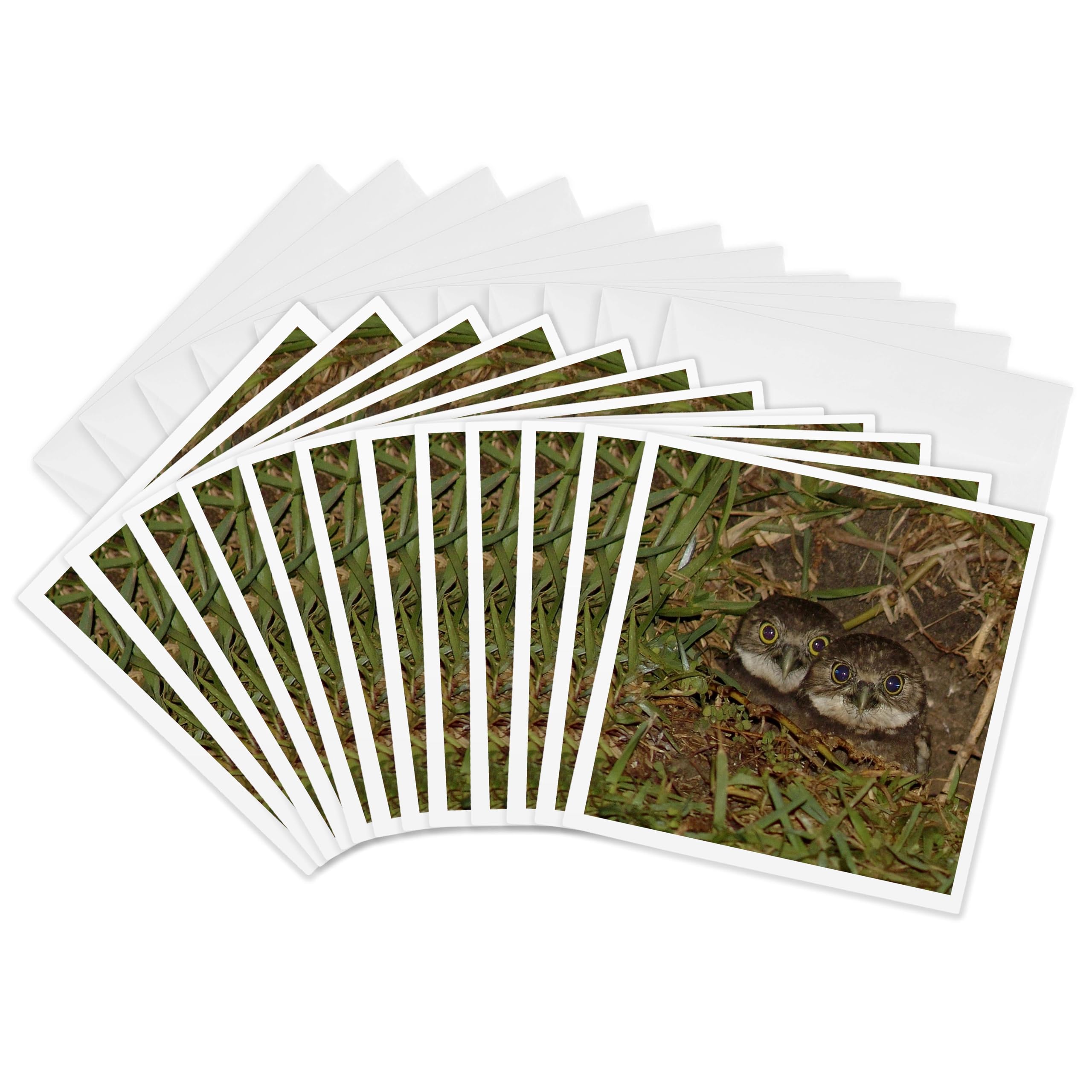 3dRose gc_7347_2 6 x 6-Inch "Baby Burrow Owl" Greeting Card (Pack of 12)