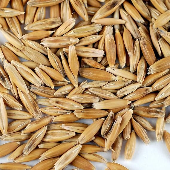 25 Lb Bulk Non-GMO Organic Whole Oat Groats (w/Husk) - Gluten Free Organic Oats - Whole Oats Organic for Sprouts, Steel Cut Oats Organic, Oat Berries, Oat Flour Organic, Oat Rice, and Livestock Feed