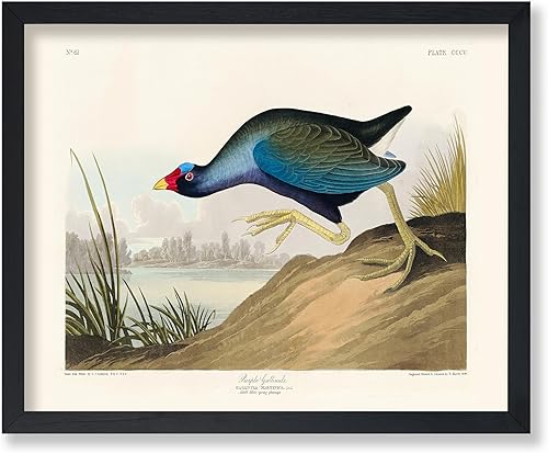 Miniatura 70 de Poster Master Póster vintage de colibríes, impresión de formas de arte retro en la naturaleza, arte de pájaros, regalo para él, ella y amante de los