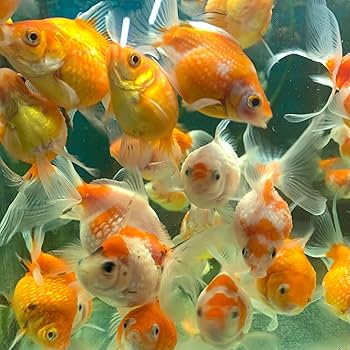 Amazon | 金魚 MIXピンポンパール タイ産 SM 3匹 ※色の指定不可