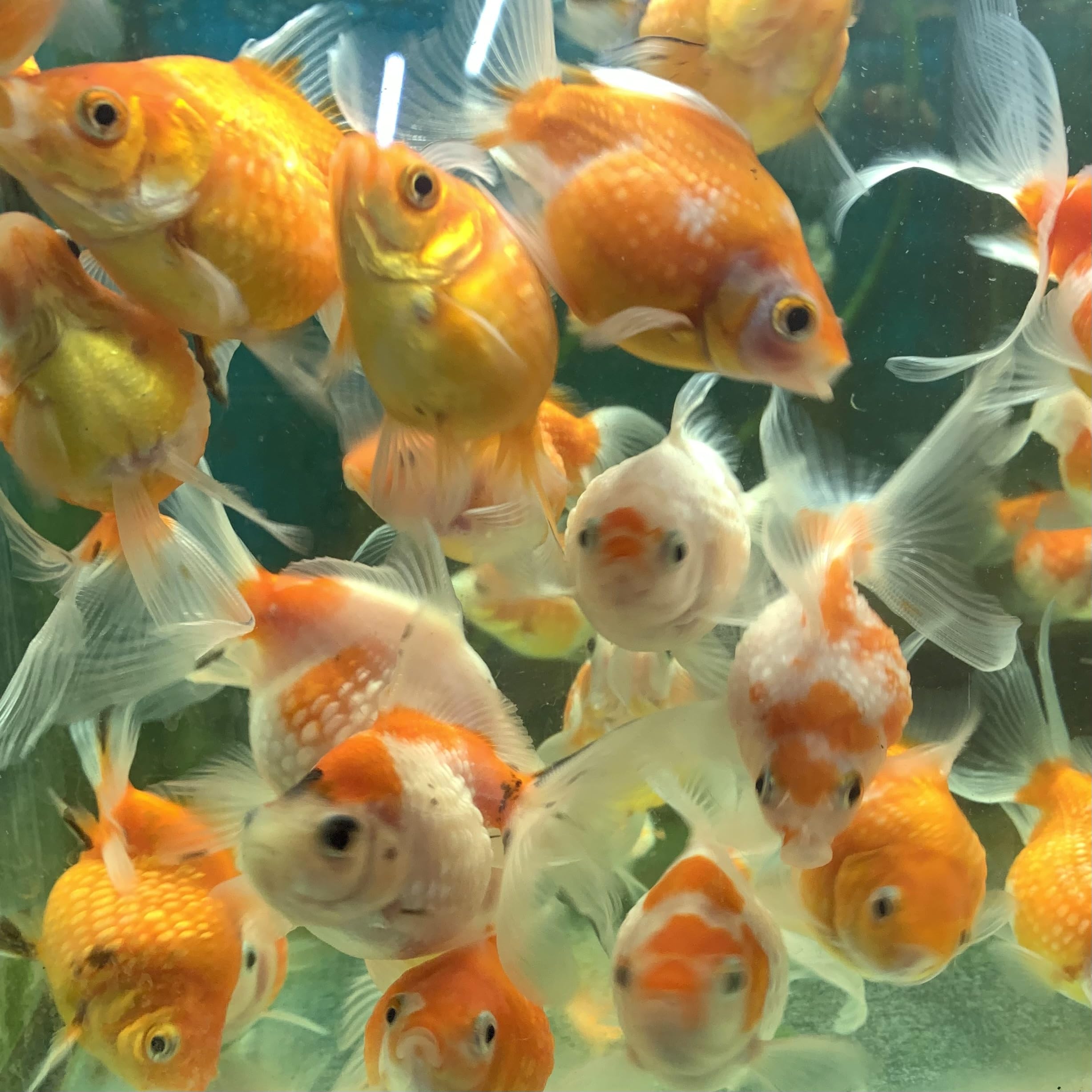 紫金魚様　オメガルビー、パール、サン 紫金魚様 オメガルビー、パール、サン 公式