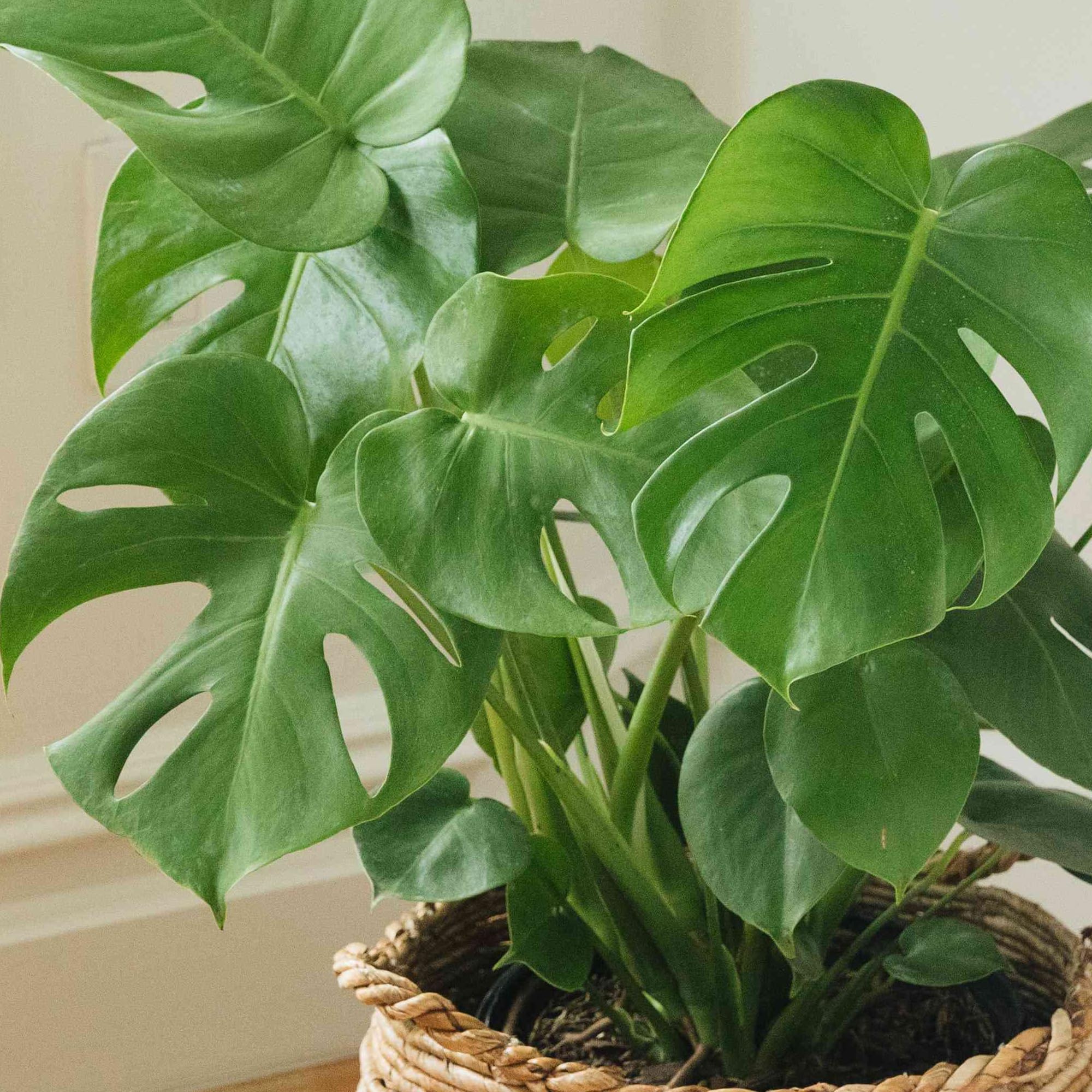 Gardener's Dream groe Monstera Deliciosa Topf Pflanze - Fensterblatt  Zimmerpflanze, immergrne, luftreinigende Pflanzen, Gre inkl. Topf 50-60  cm, ideal fr Bro, Badezimmer, Wohnzimmer : Amazon.de: Garten