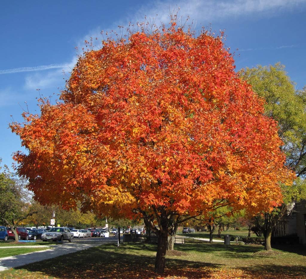 American Red Maple Shade Tree - Live Plant Shipped 3 Feet Tall by DAS Farms