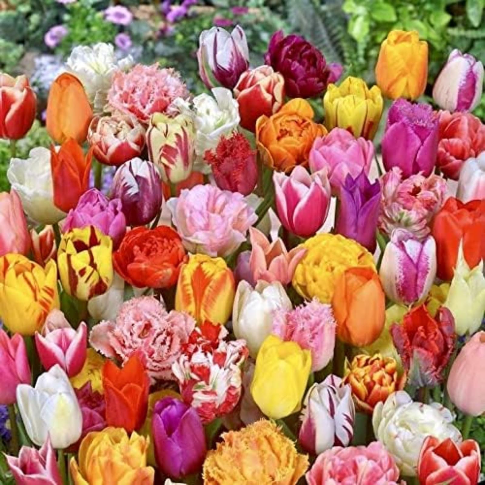 Tulip Bulbs,Flowering Rhizome,Hardy,Excellent Display,Greening Flower,Tulip Tubers UK,Cut Flowers,Good for Containers,Flowering Root,Perennial,Iridescent,Balcony Garden Bulbs.-8Bulbs-A