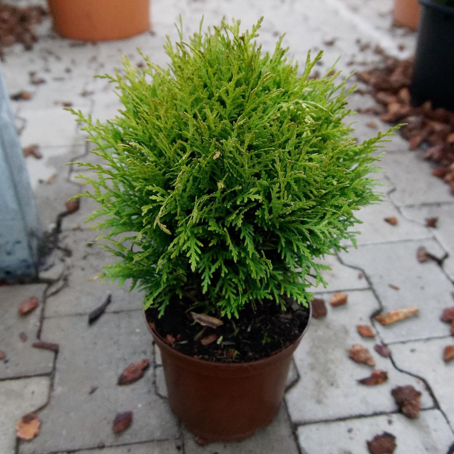 wie viele thuja pro meter hecke Thuja Smaragd kaufen – schmale Hecke main image 0