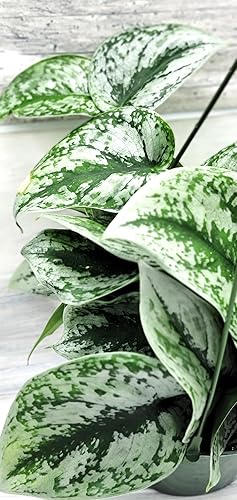 Scindapsus Pictus Argyraeus 'Exotica Silver Satin Pothos' - Planta viva en maceta de 4 pulgadas por 3exoticgreen - Plantas de interior vivas de