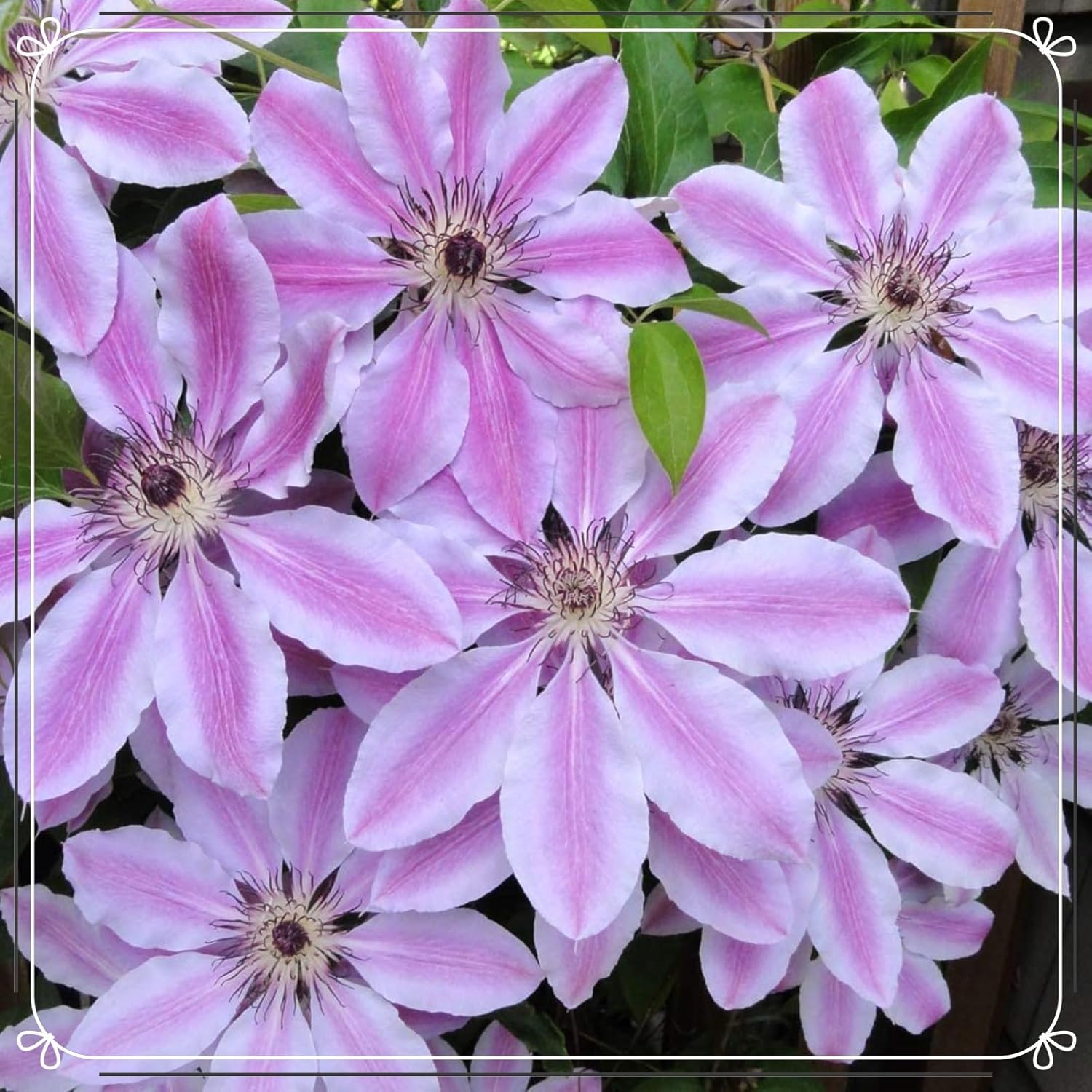 31+ Ist Clematis Winterhart, Sie verfügen allerdings je nach sorte,