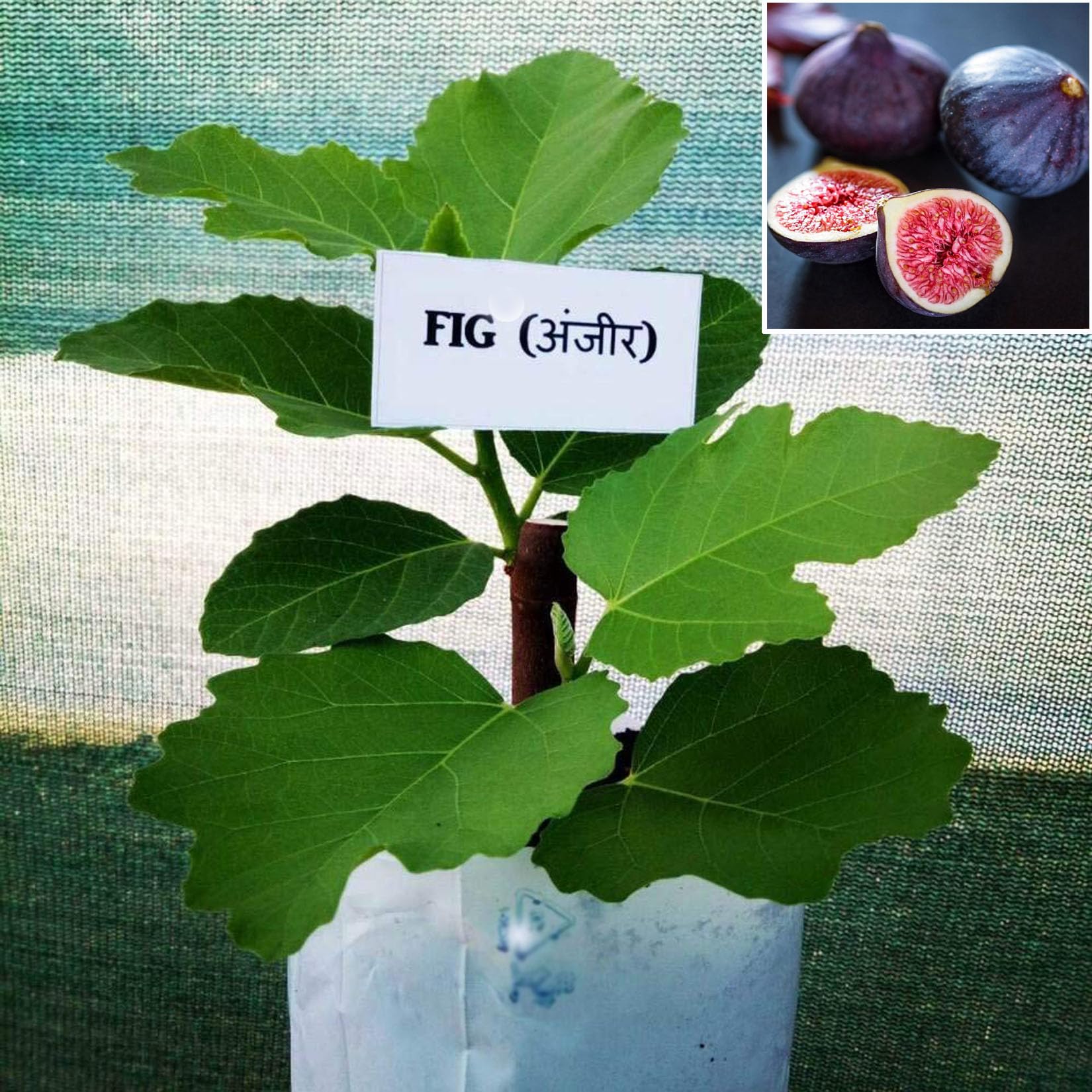 See full amazon price history chart for AGRO ALIVE Anjeer Indian Fig Live Plant Pune variety 1 ft height AGRO ALIVE Anjeer Indian Fig Live Plant Pune variety 1 ft height (B0CGMFZMZX) Amazon Price History, Amazon Price Tracker