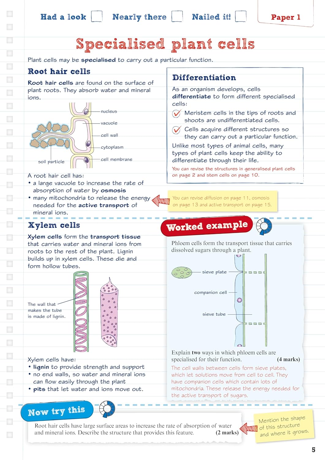Pearson REVISE AQA GCSE (9-1) Biology Foundation Revision Guide: For 2024 and 2025 assessments and exams - incl. free online edition 10 81aksi0fXKL. SL1500
