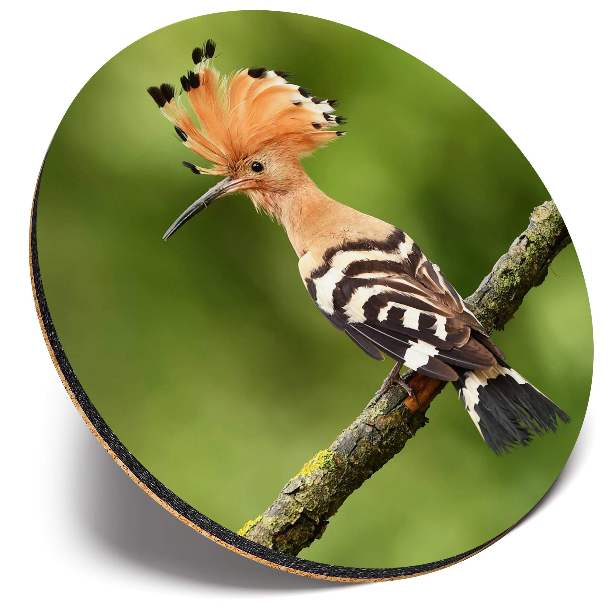 Destination Vinyl Ltd Multicolor Round Single Coaster - Eurasian Common Hoopoe Bird |Glossy Quality Coasters | Tabletop Protection For Any Table Type #44978