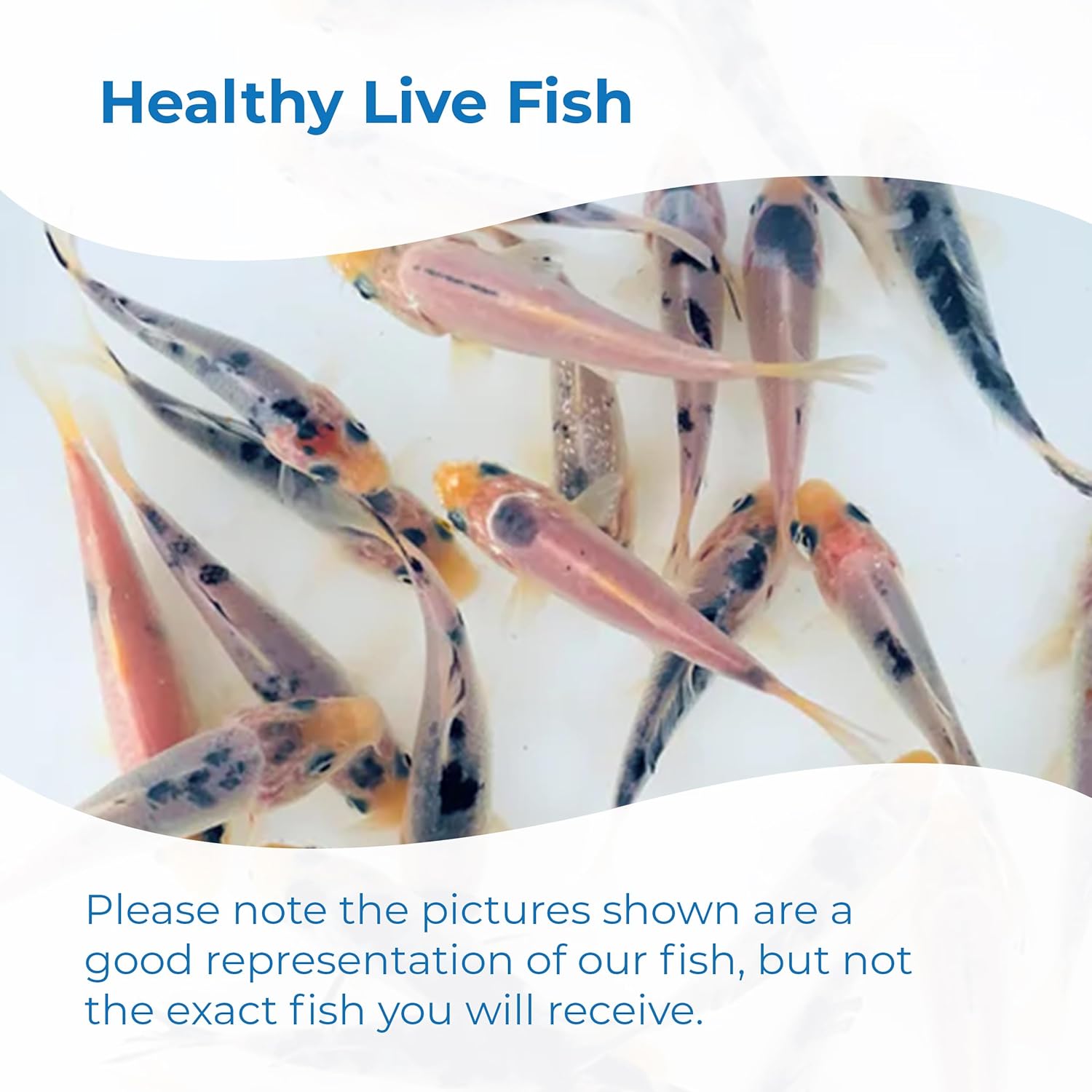 Toledo Goldfish Live Mystery White Koi, a Mix of Standard or Butterfly Fin Species, Live Fish Perfect for Ponds, Tanks, and Aquariums - 6-8 Inches, 5 Count