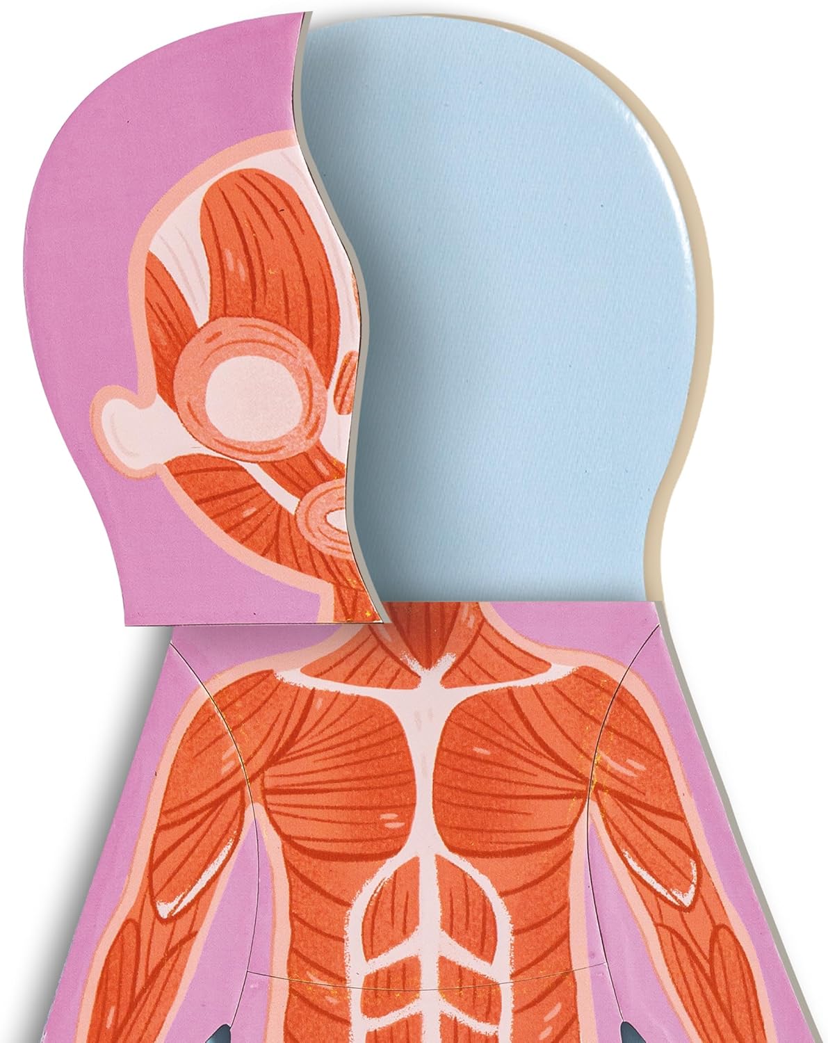 Close-up view of the muscular system layer of the Hape magnetic human body puzzle