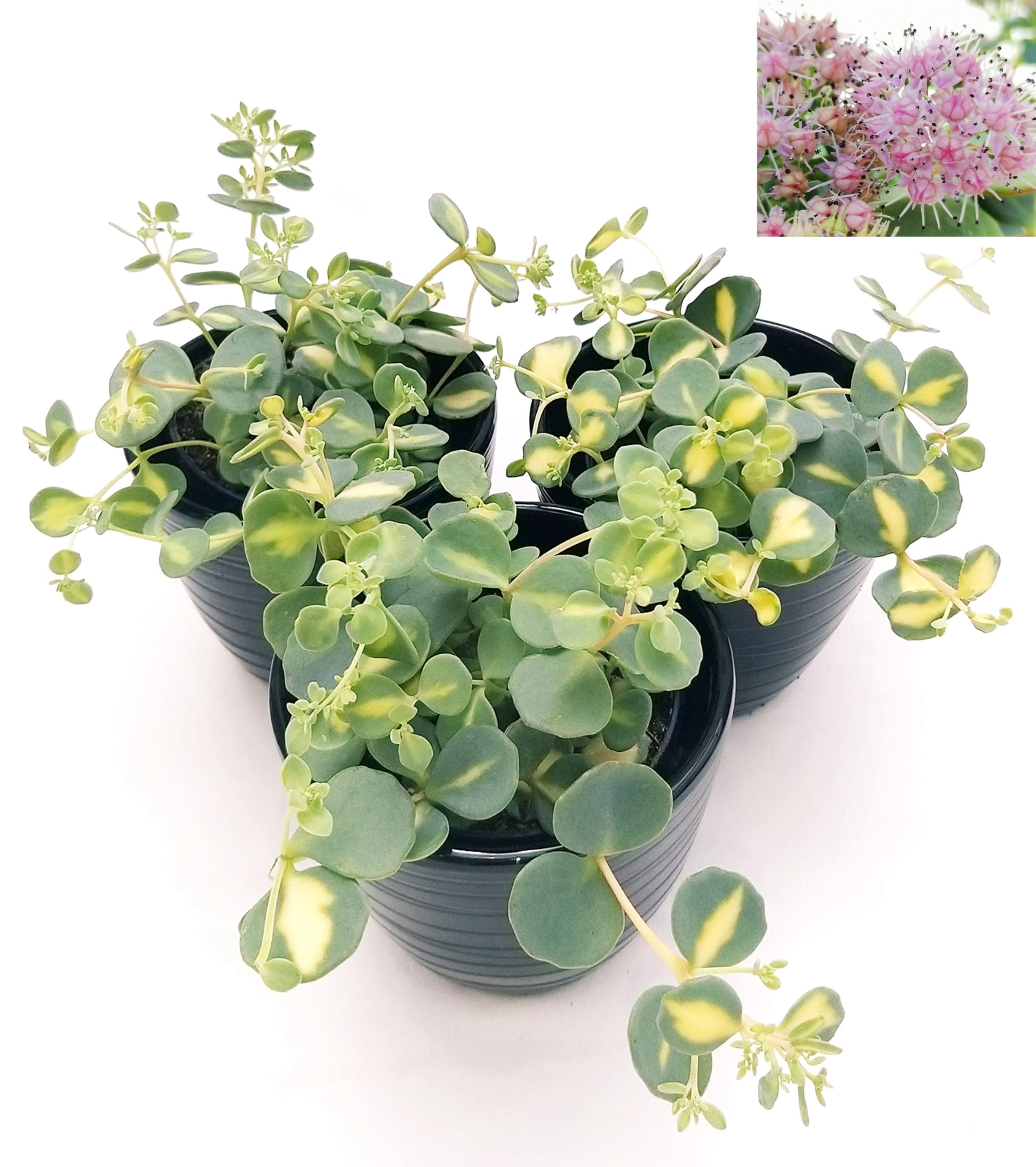 Pianta Di KIWI GIALLO Femmina Innestata - Vaso 20 Cm, Altezza 180-200 Cm, Frutta A Polpa Gialla - Foto 2