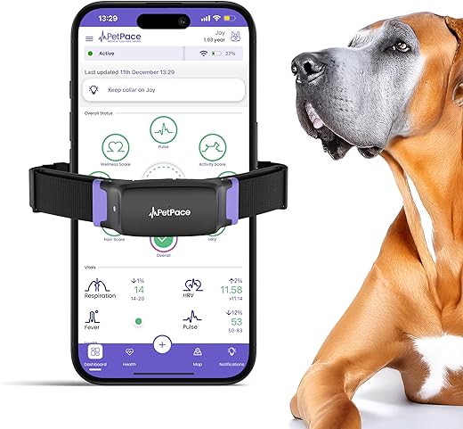 Our Ethical Review: Wearable Pet Activity and Stress Monitors