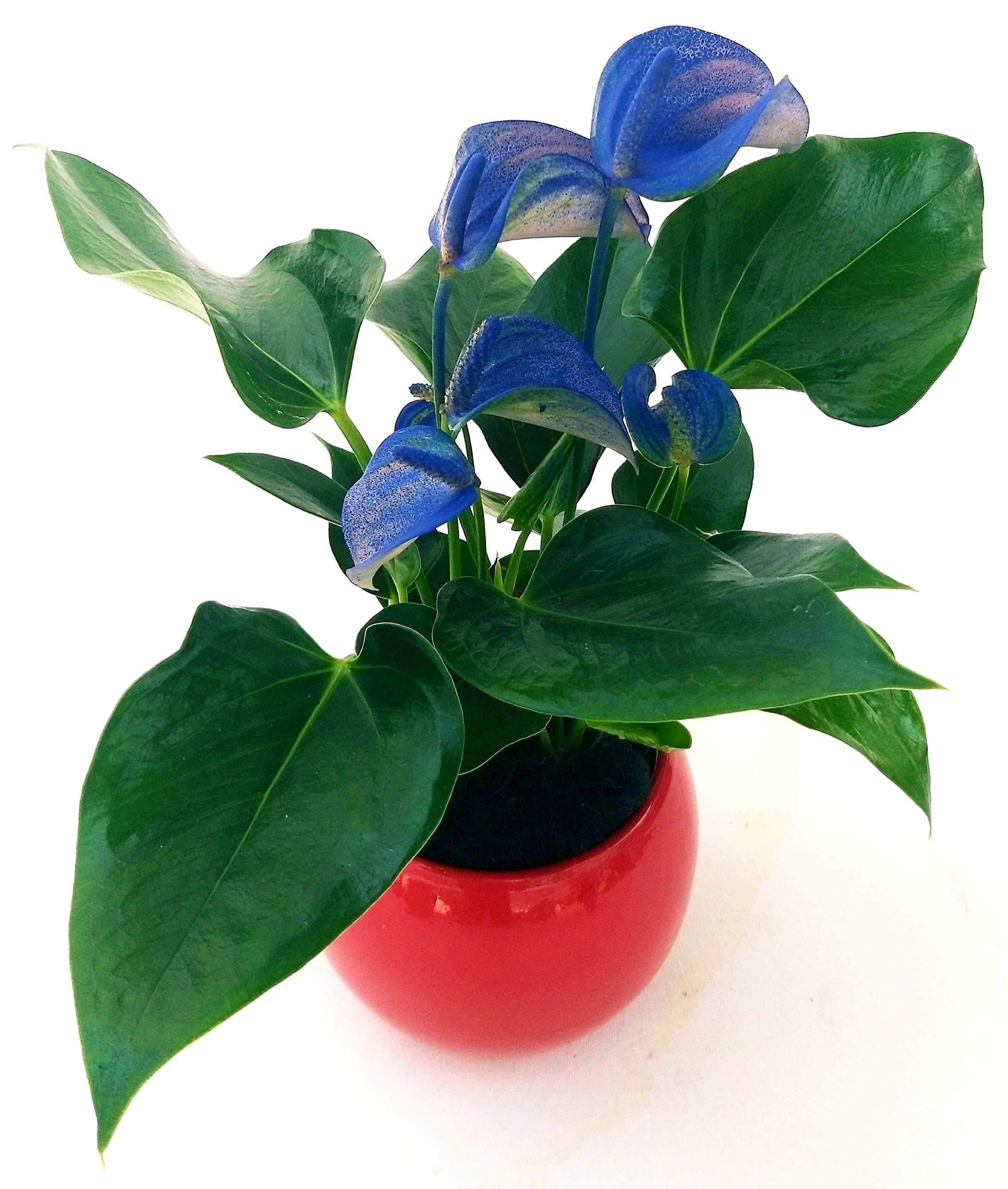 anubias nana bonsai Anubias bonsai 5cm 4 plants