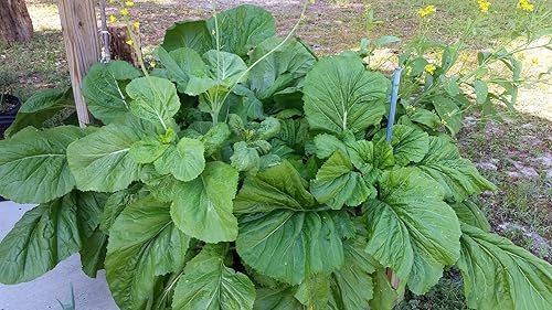 Semillas verdes mostaza de hoja ancha Florida - Paquete de más de 600 unidades - para semillas de verduras de jardín de semillas de lechuga de col