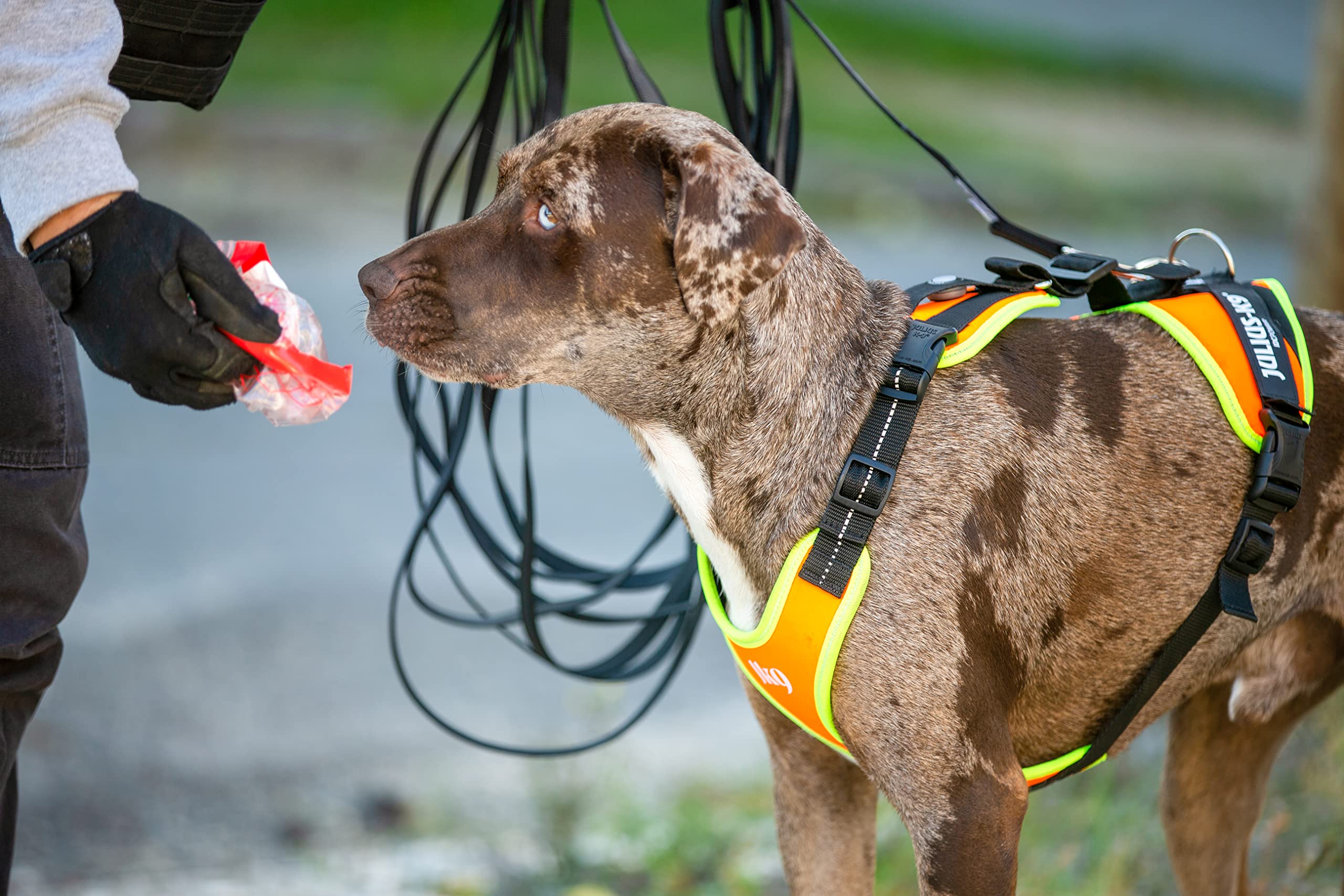 JULIUS K-9 JK9 Mantrailing Hundegeschirr, UV orange mit neon Rand, XS