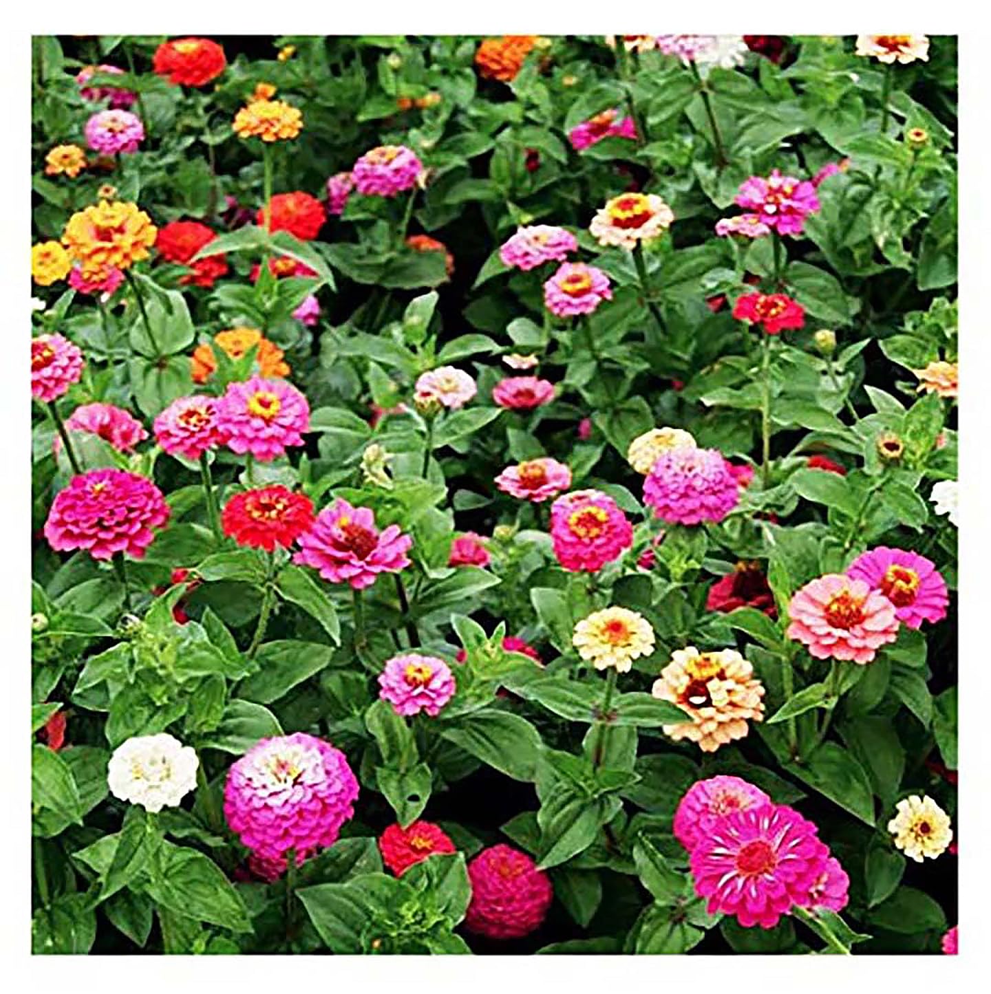 Mixed Zinnia Seeds for Planting Outdoors - 300 Fresh Seeds - Cut-and-Come-Again Zinnia Flowers - Grown in The USA