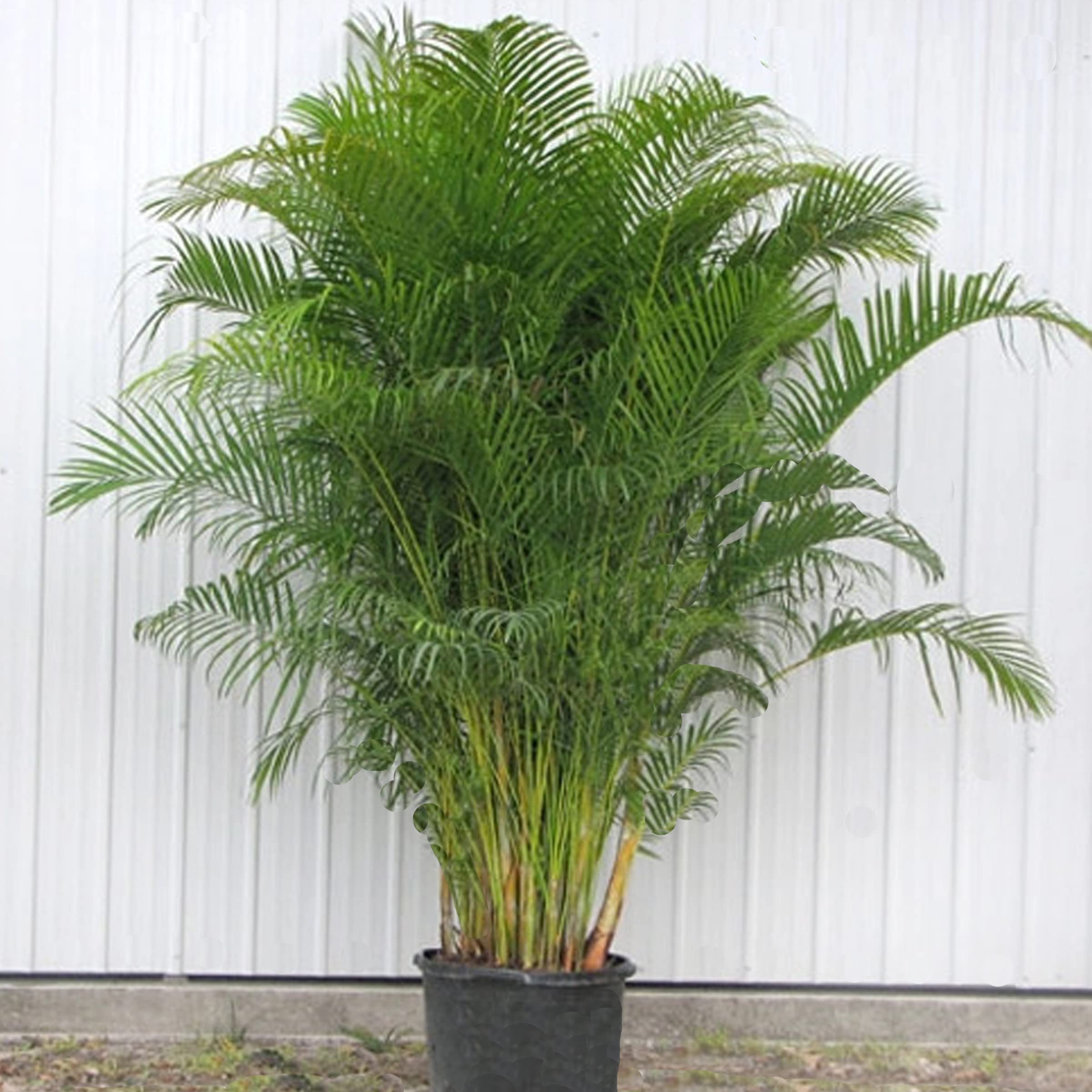 Primium Quality Areca Palm Seeds, Indoor/outdoor Plant for Elegant Room and Garden Decoration (B0C61G5LCM) Amazon Price History, Amazon Price Tracker