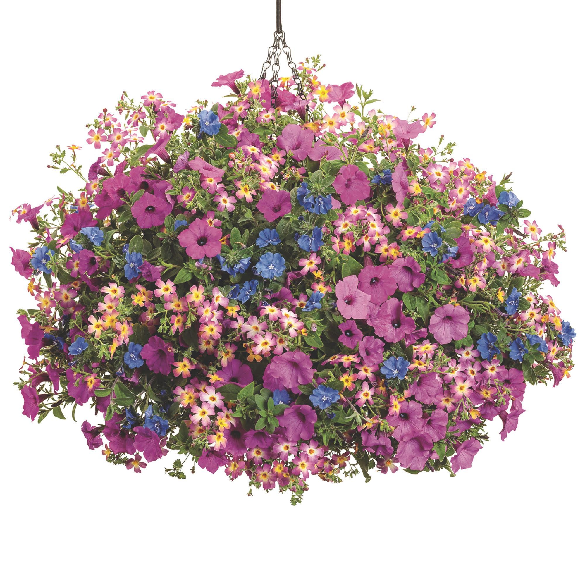 Amazon.com : Proven Winners Supertunia Vista Jazzberry Petunia