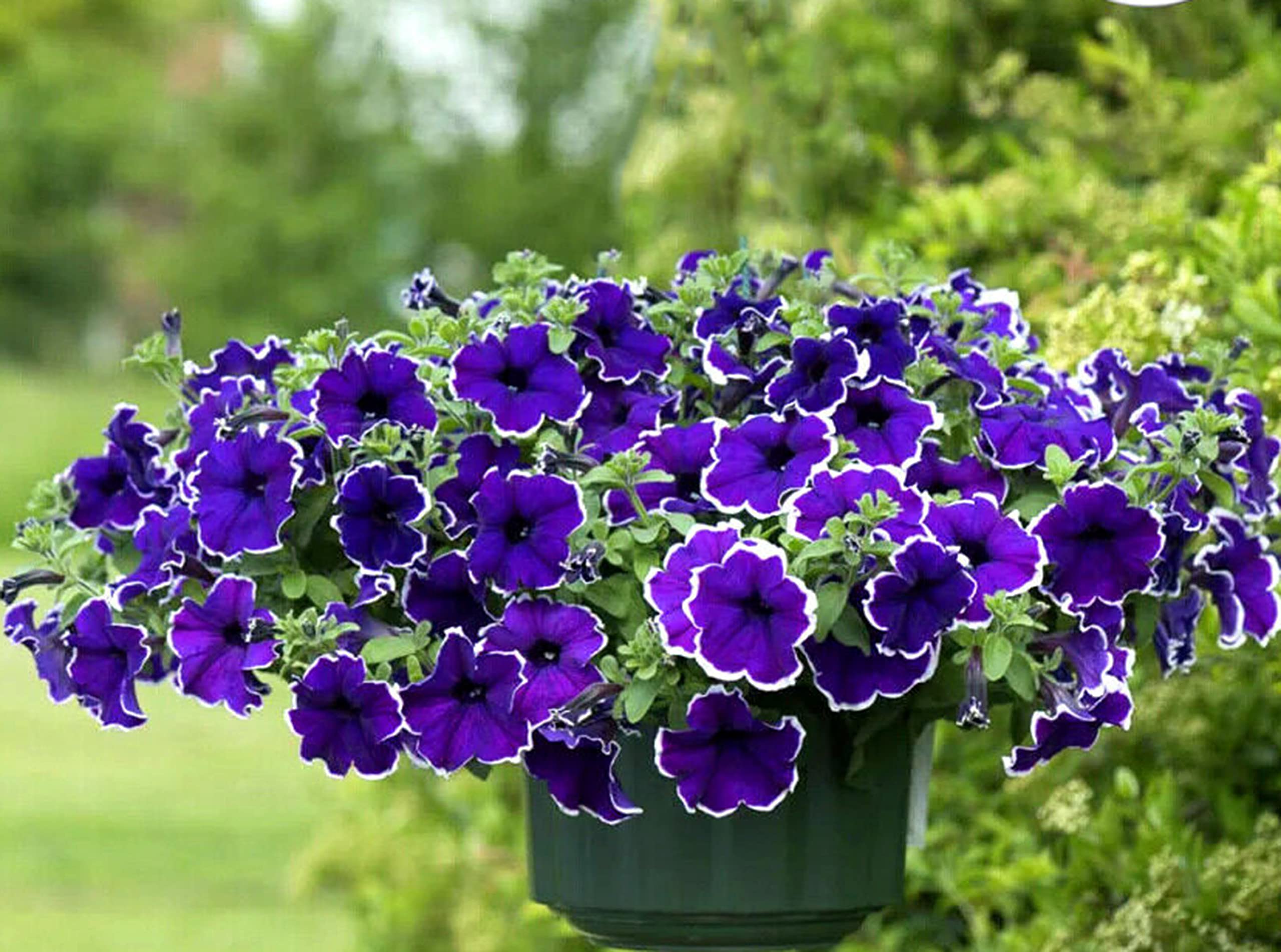 Buy4seeds Petunia Picotee - Surfinia - 60 Seeds - Dwarf Petunia hybrida multiflora Blue