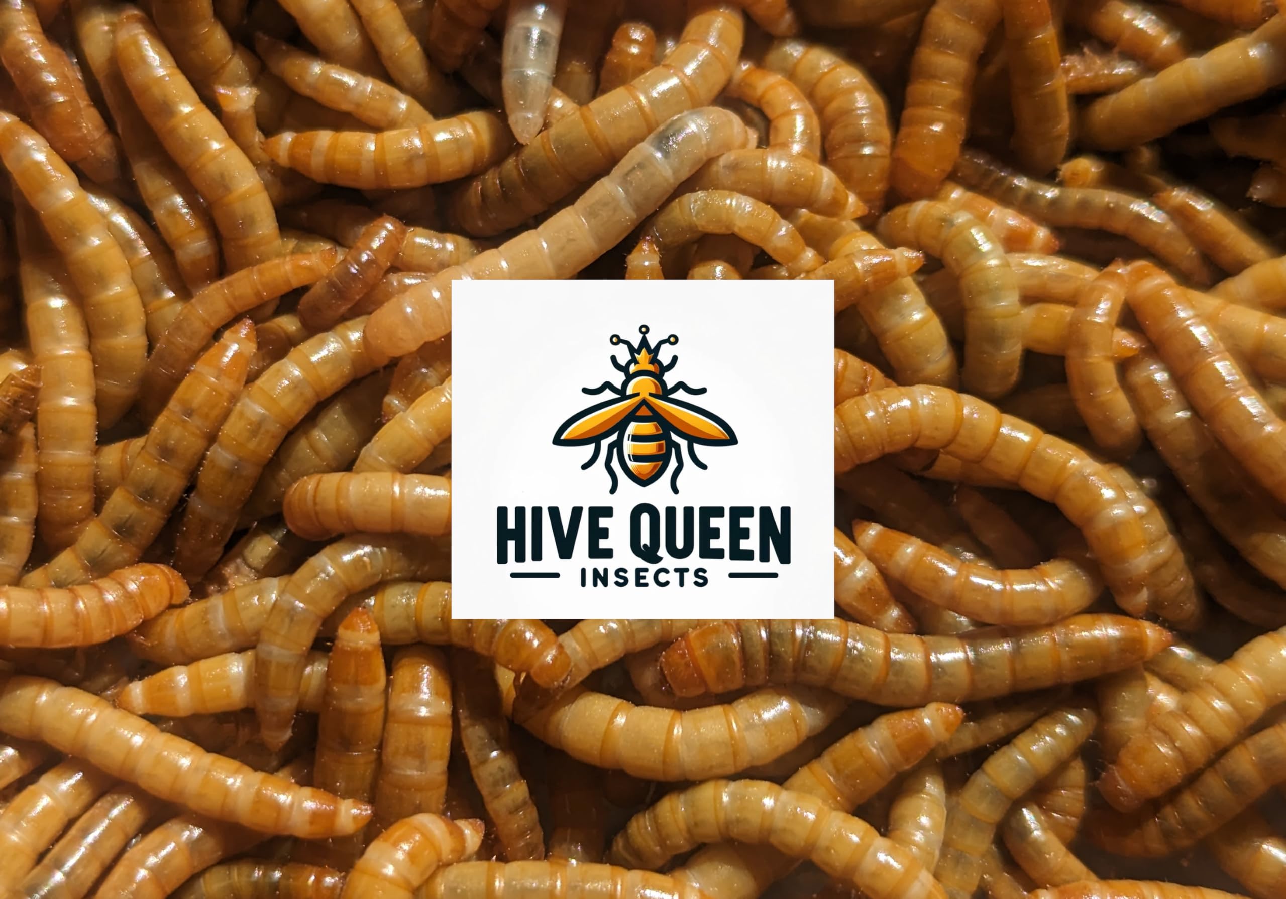Generic 5000 Live Mealworms - No Hormones or Chemicals | Hive Queen Insects