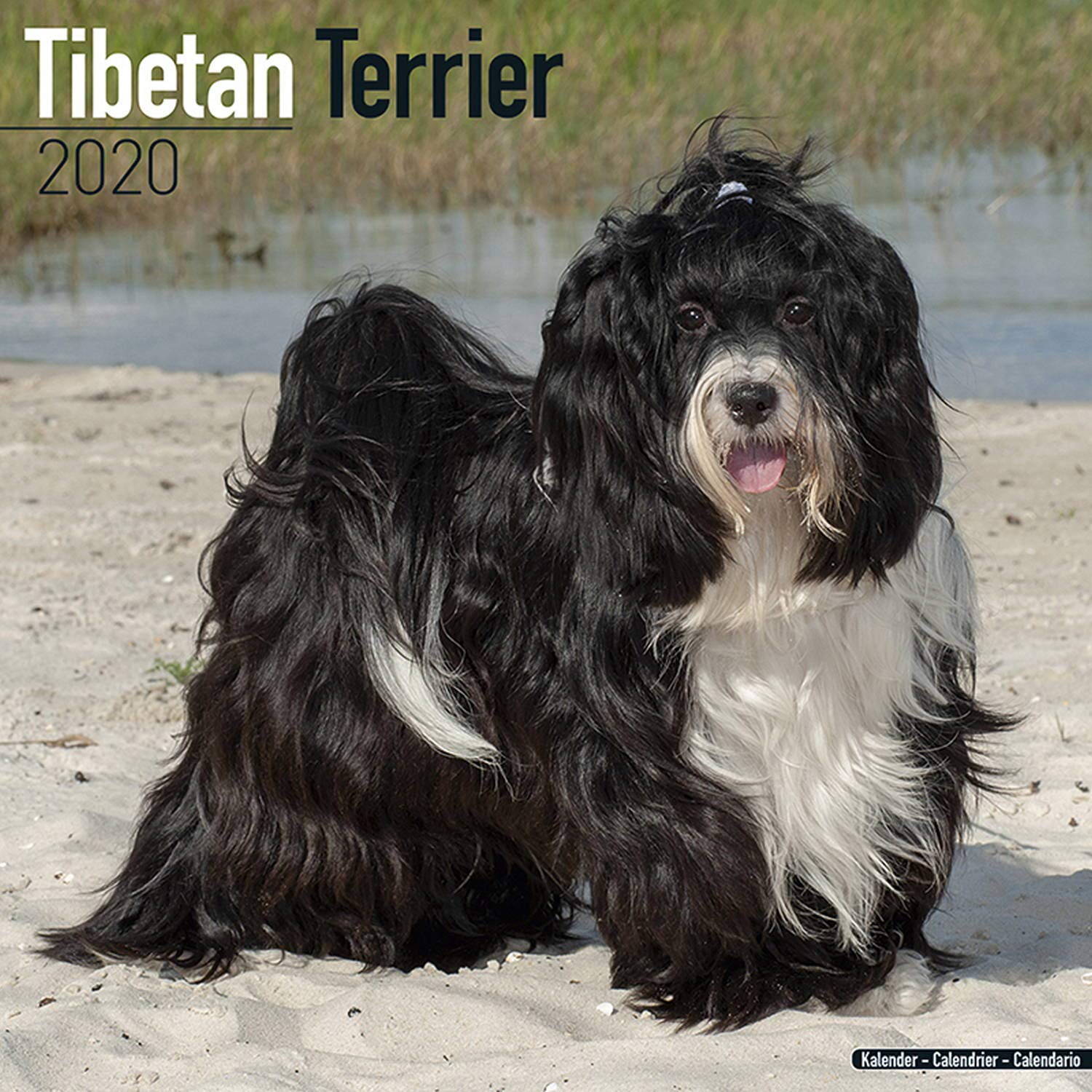 Tibetan Terrier Calendar 2020 Calendar – Wall Calendar, 1 July 2019