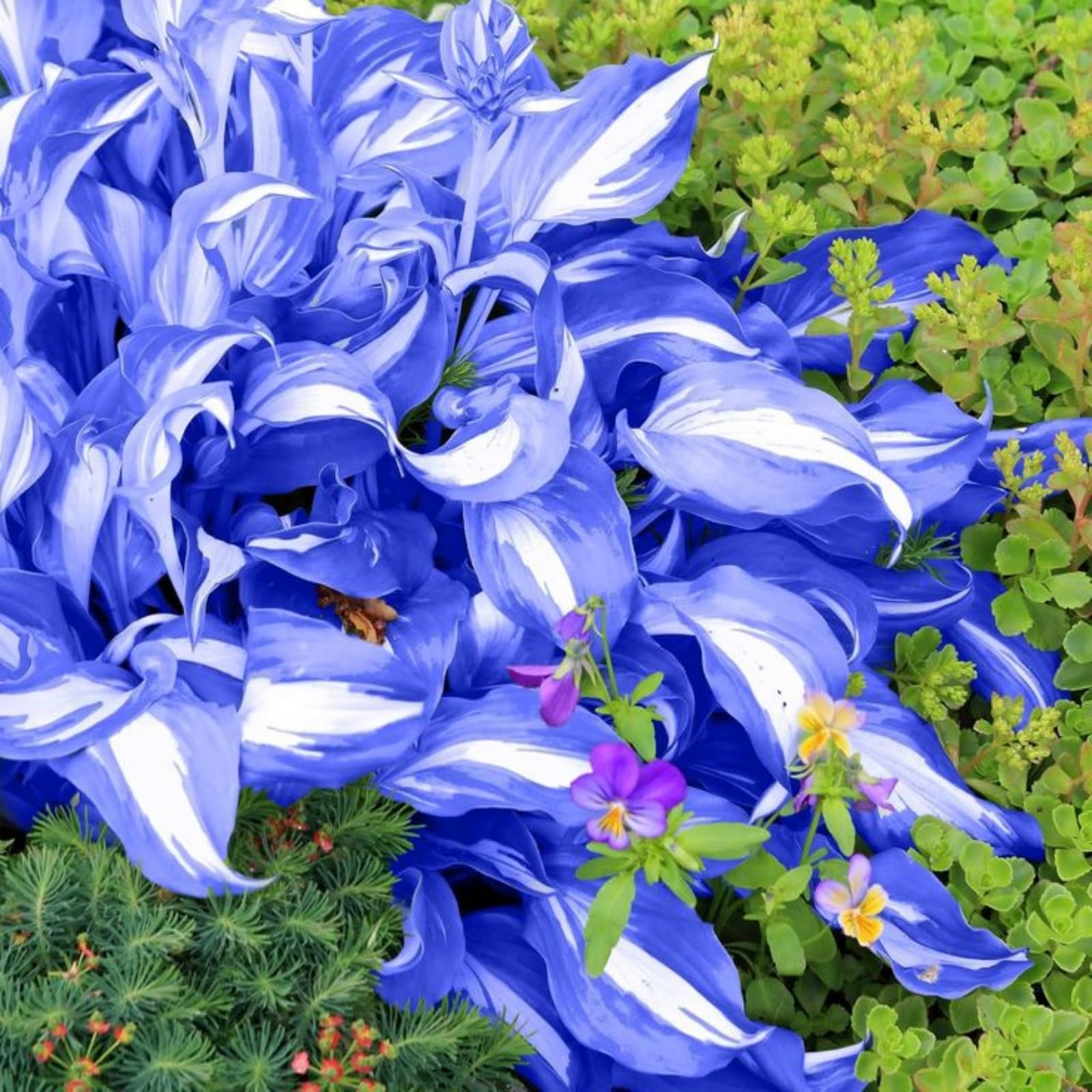 Magnificent Hosta Bulbs in Bulk - Hardy Perennial Splendor for Breathtaking Garden Displays-8 Bulbs-G