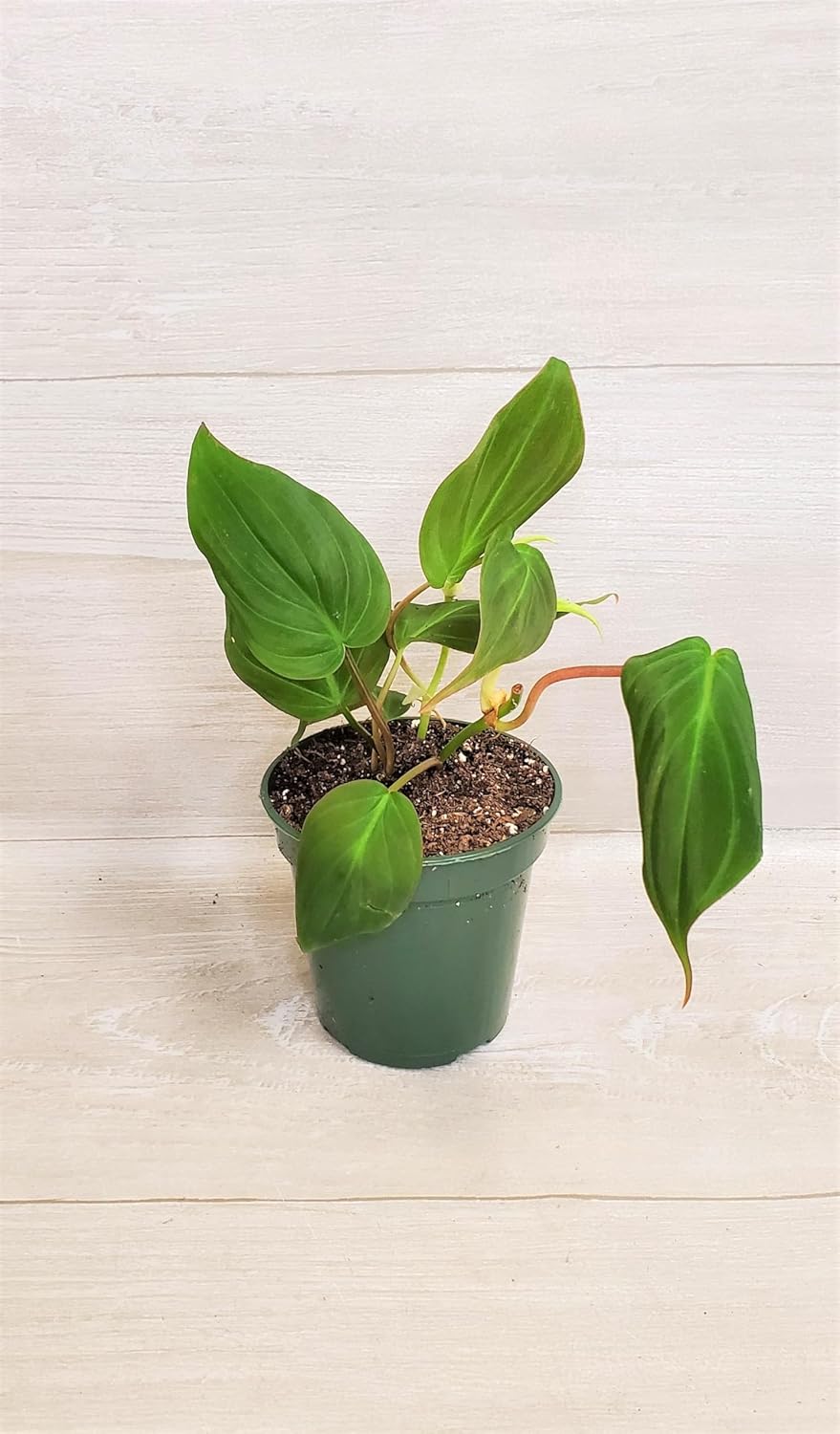 Philodendron Micans Live Rare Houseplants - Fully Rooted Indoor Plants in 4" Pot by 3exoticgreen | Elegant Philodendron Plant Live for Home Decor and Air Purification
