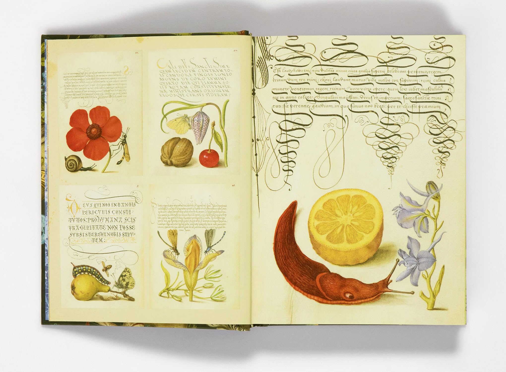 Esoterica Sticker Book /anglais: From Astrology to Tarot