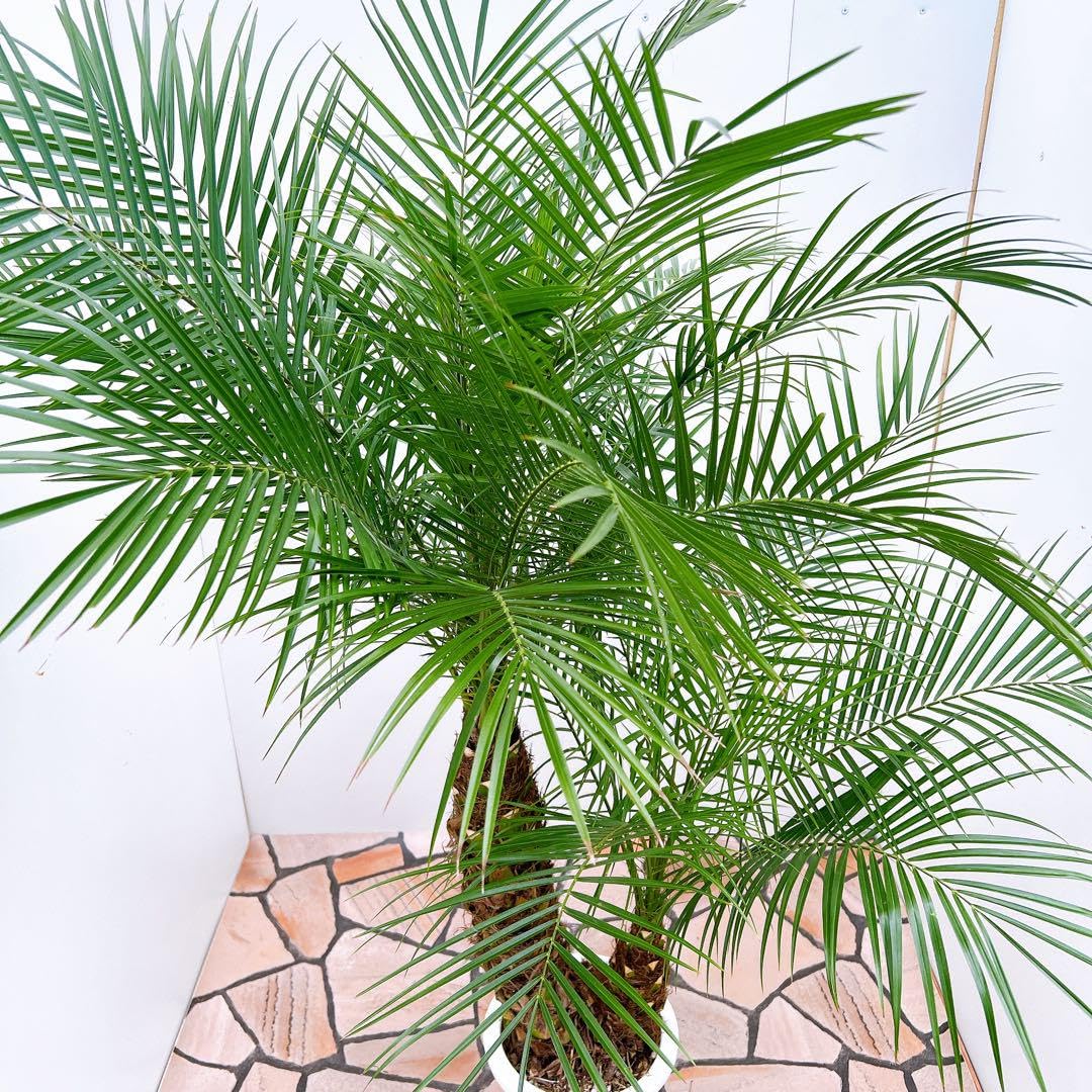 Amazon｜ヤシ ヤシの木 フェニックスロベレニー 23番 観葉植物 南国