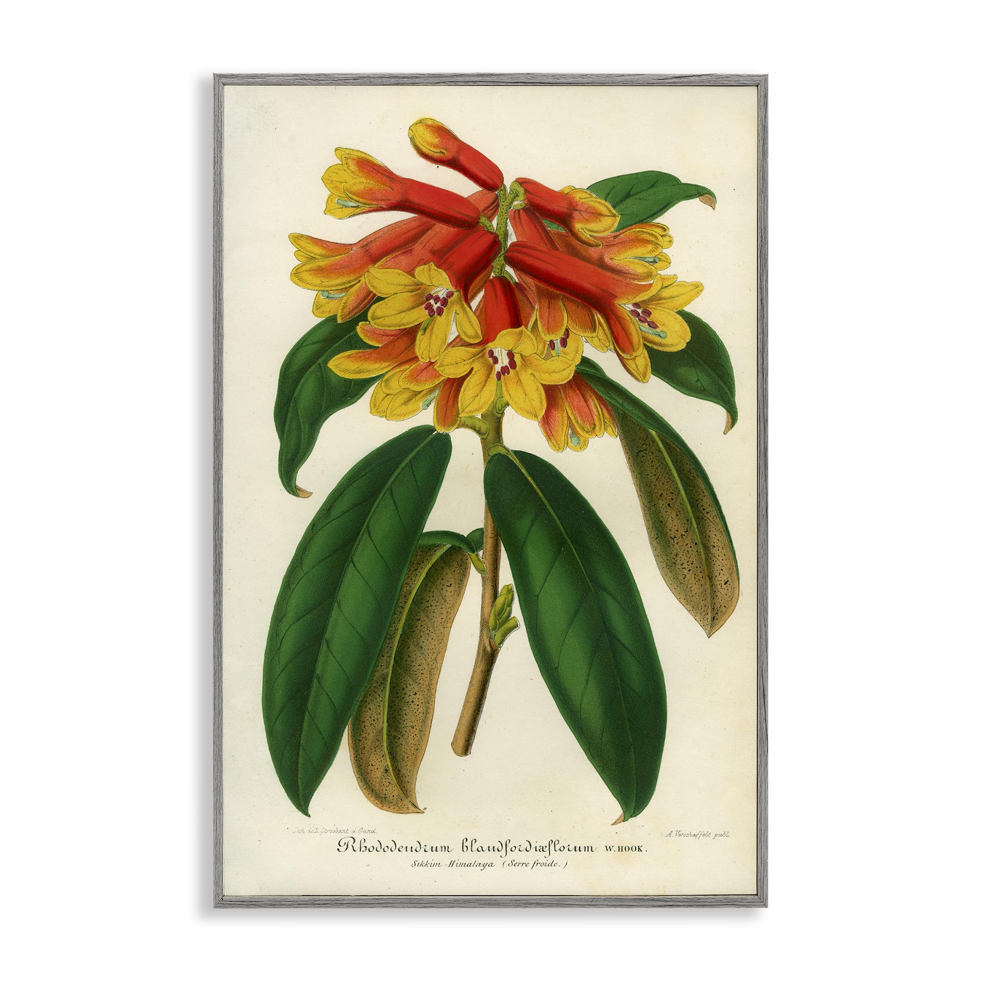 Stupell Industries Orange Yellow Rhododendron Botanical Wall Art for Dining Room, Lush Floral Illustration, 12 x 18 Inch Framed Giclée Print, by Print Collection, Made in USA Gift