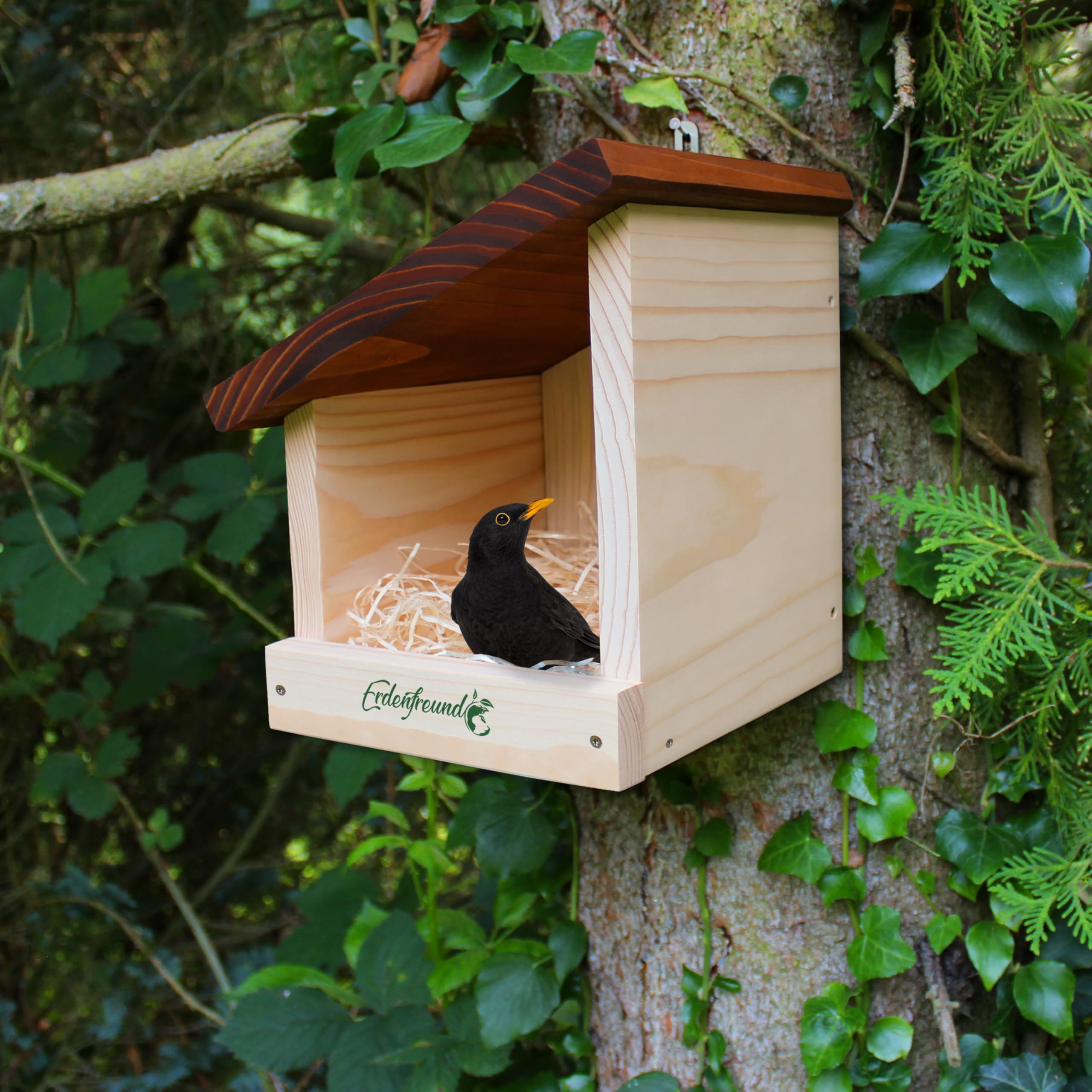 ERDENFREUND® Amsel Nistkasten halboffen extra für Freibrüter/Halbhöhlenbrüter Nistkasten Amsel artgerechte Halbhöhle langlebig aus 2 cm starkem Massivholz (Amselhaus modern artgerecht)