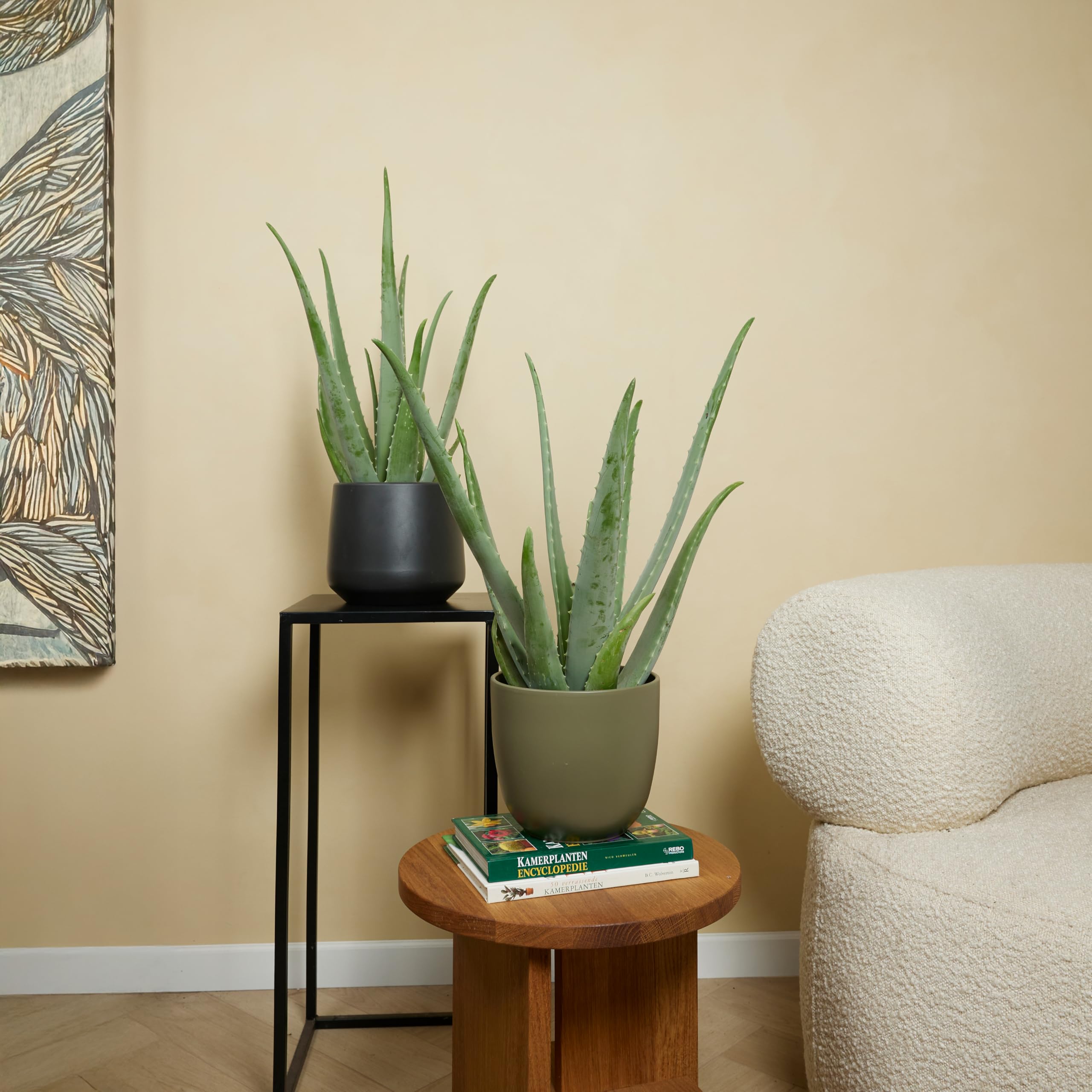 Bloomique - Set di 2 - Pianta di Aloe vera - Pianta da interno - Pianta grassa - Succulenta - Molto facile da curare - Alte 50-60 cm - Vaso 17 cm