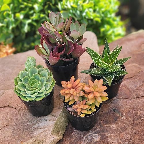 Miniatura 11 de Altman Plants, Plantas suculentas vivas (4 unidades), regalos para amantes de las plantas suculentas, plantas de interior vivas en tierra para