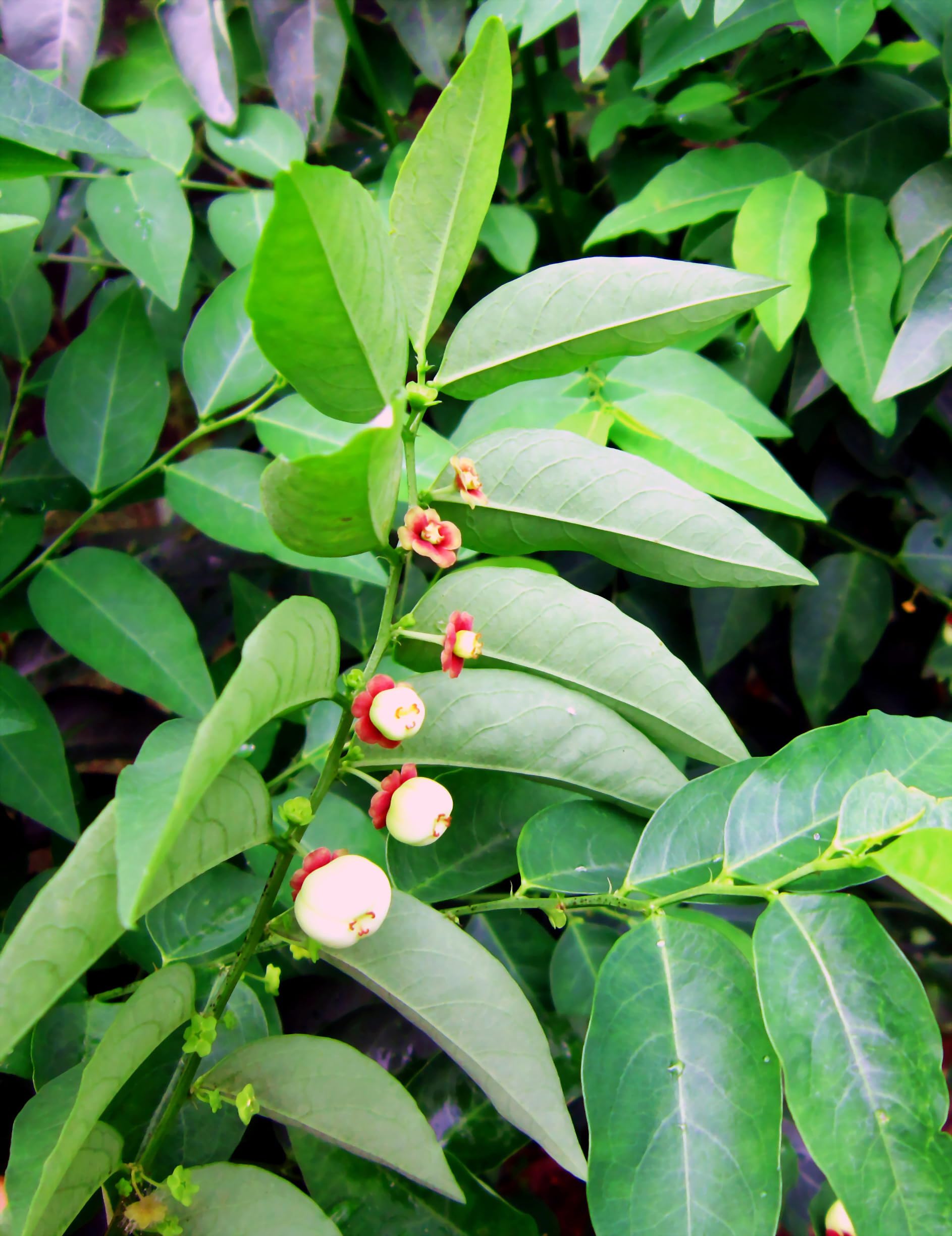 Multi Vitamin/Katuk/Star Gooseberry/Thavasi Keerai/Madhura/Japan Cheera/Sauropus Androgynus/Healthy Live Plant With Safe & Secure Packing-image-3