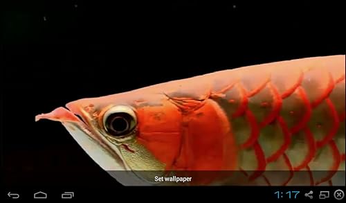 Real Arowana Live Wallpaper Amazon Com Appstore For Android