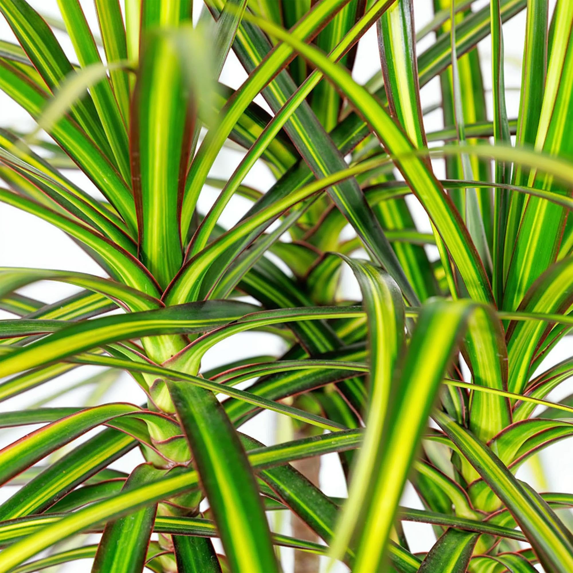 Green boutiQ - Plantes d'intérieur - Dracaena Sunray - Dragonnier - Peu d'entretien - avec panier - Vert - jaune - 1 Plante - Pot 17cm - Hauteur 70-75cm