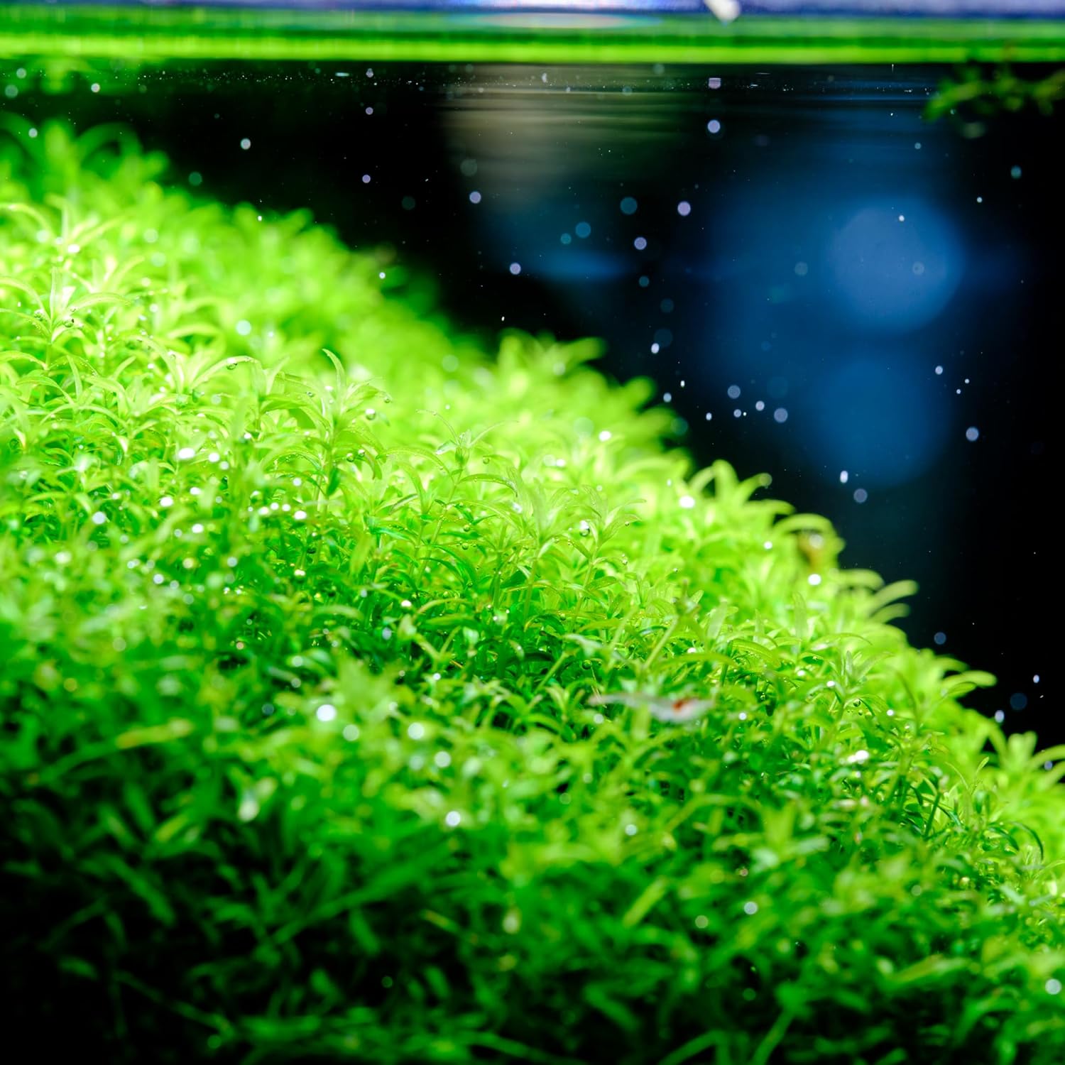 Lush green aquatic plants in an aquarium