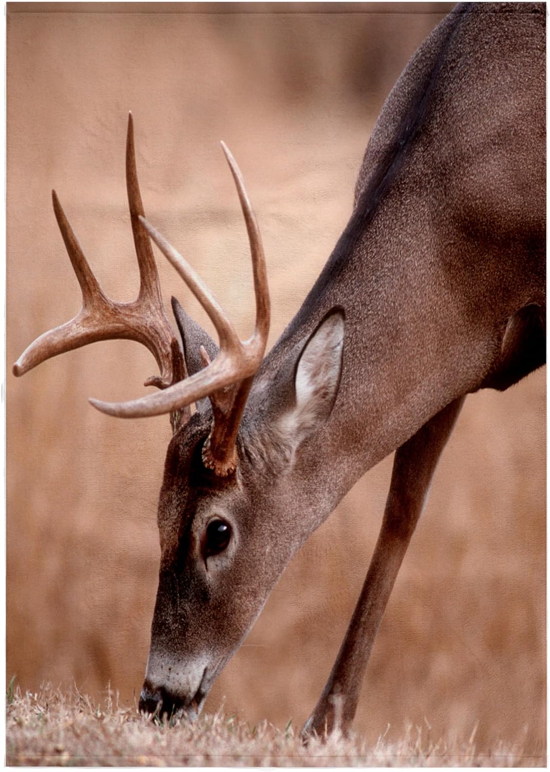 3dRose A Male Whitetail Deer grazes in a Meadow of Dry Grass in the Fall 22x30 Bath Hand Pool Towel