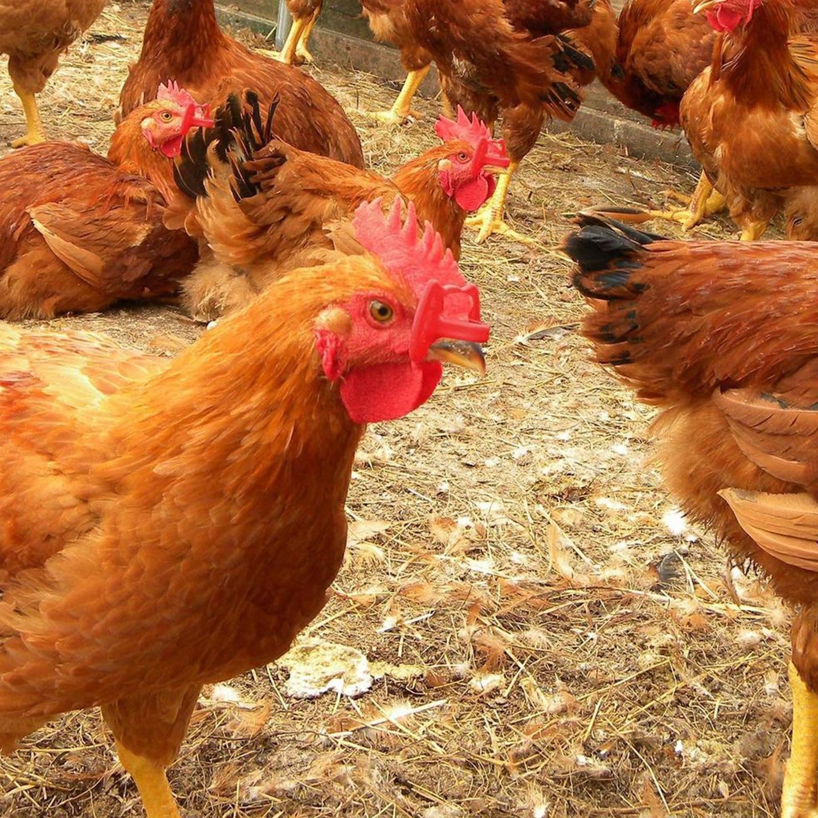 Anti-Peck-Blinders für Huhn – Fasan-Anti-Kampfbrille – Hühnerbrille Geflügel-Blinder-Brille mit Zangen-Set für Fasan-Hahn