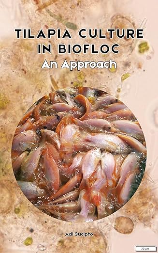 Tilapia Culture in Biofloc - An Approach